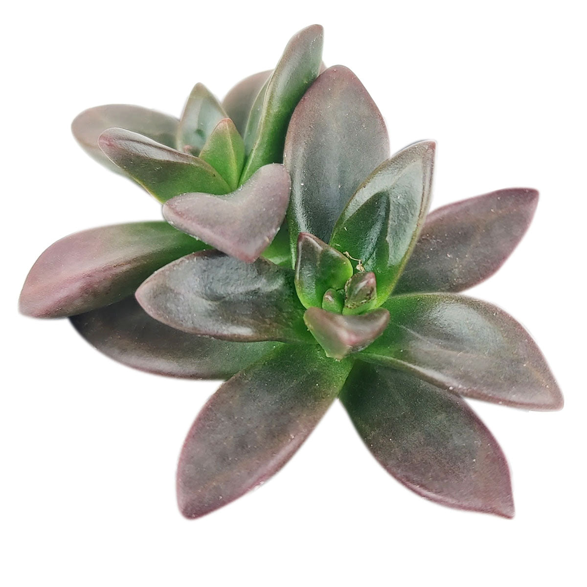 Echeveria Licorice