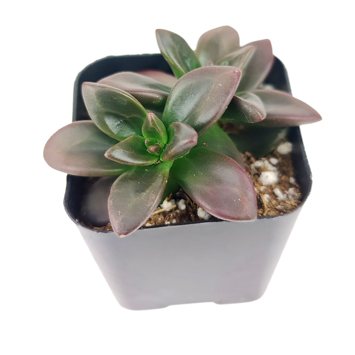 Echeveria Licorice