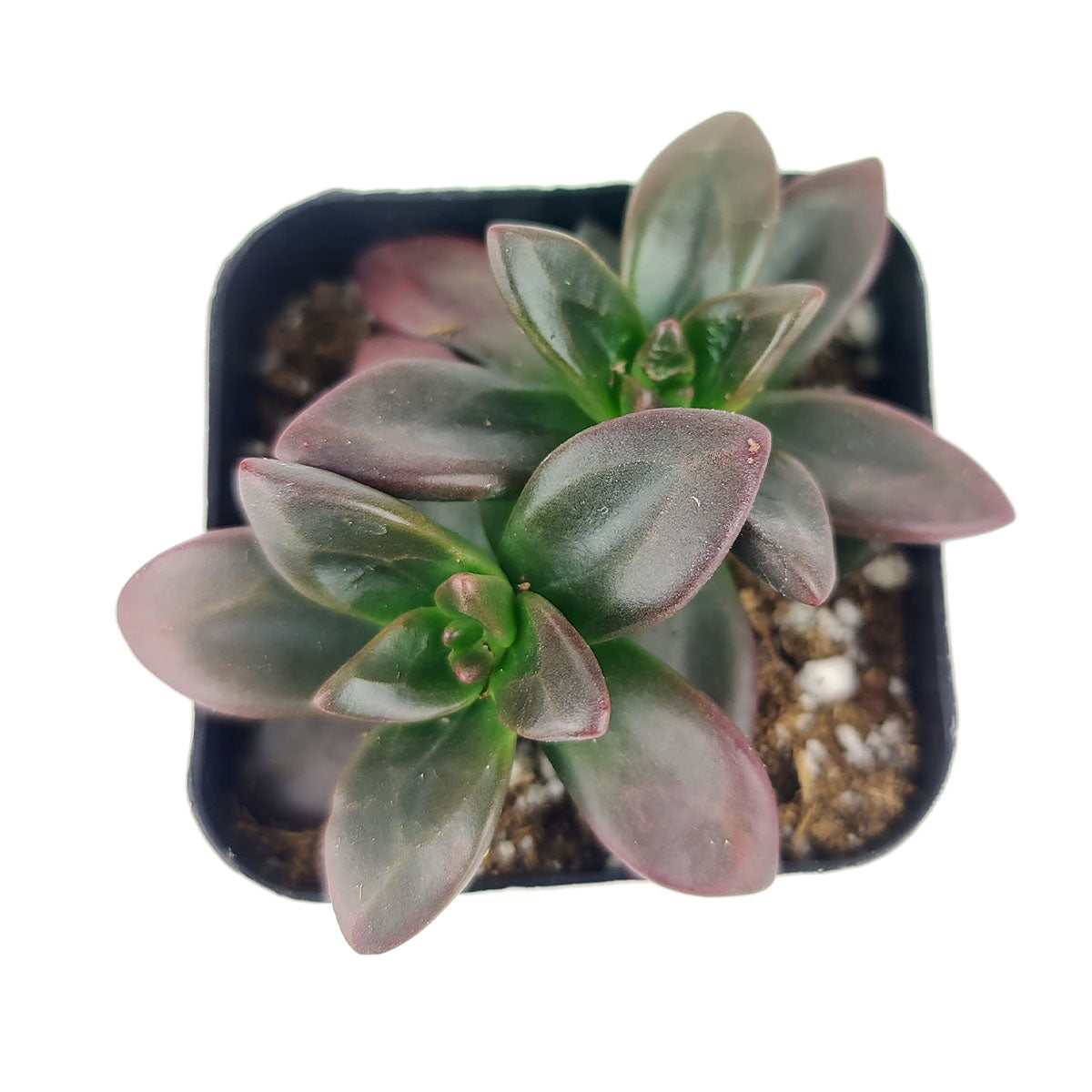 Echeveria Licorice