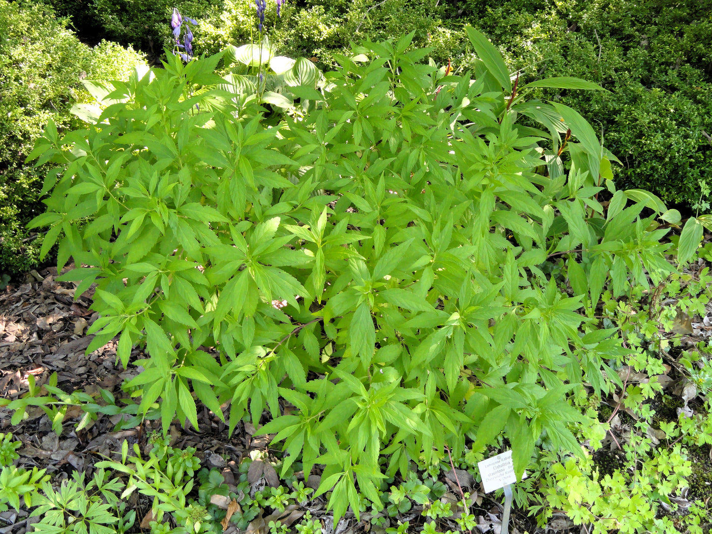 100 MINT BUSH White Elsholtzia Stauntonii Alba Chinese Mint Fragrant Shrub Seeds