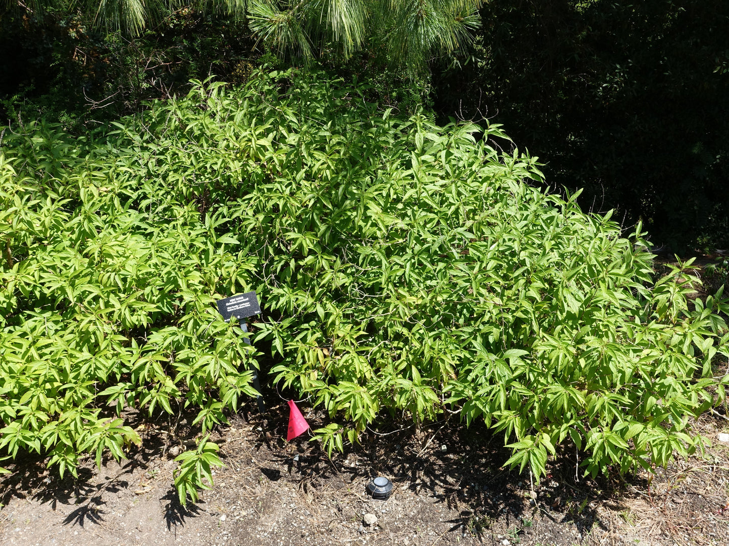 100 MINT BUSH White Elsholtzia Stauntonii Alba Chinese Mint Fragrant Shrub Seeds