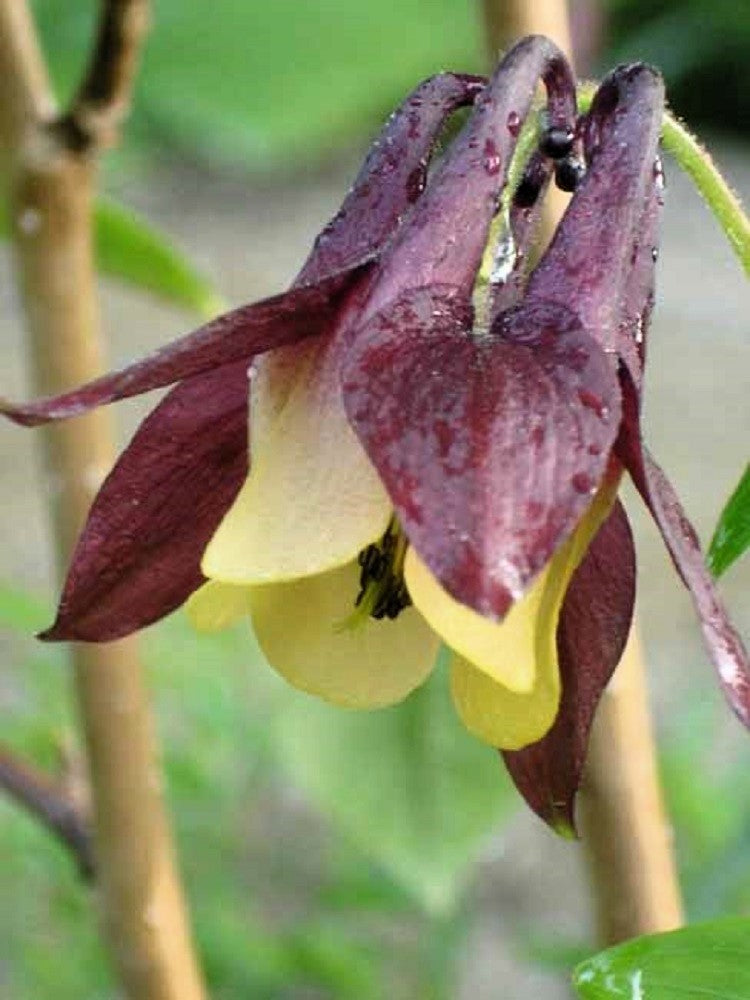 100 ORIENTAL COLUMBINE Plum & White Aquilegia Vulgaris Flower Seeds