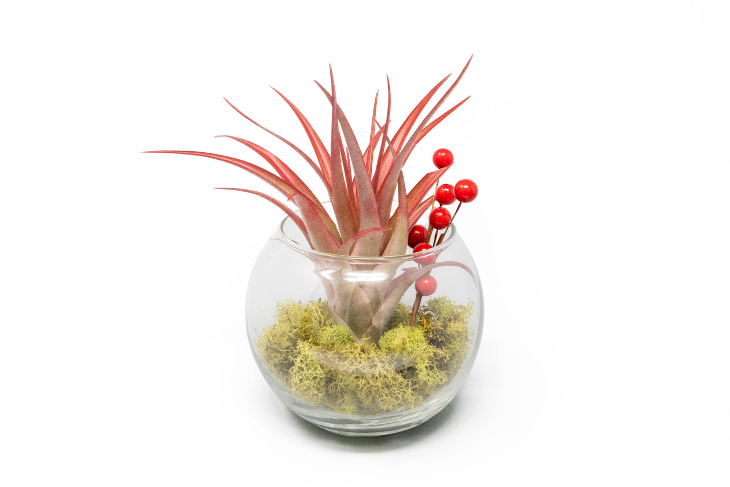 red abdita air plant Festive Terrarium with Green Reindeer Moss, Berry Sprig, & Tillandsia – Seedville USA