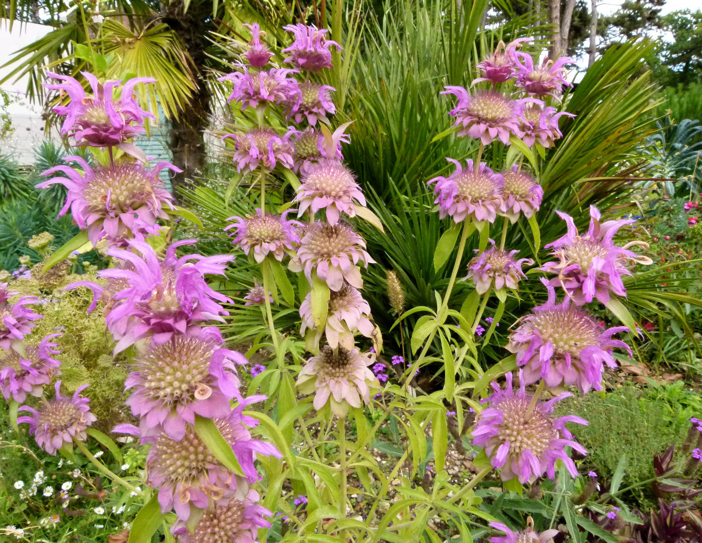 100 SPOTTED BEE BALM Monarda Punctata Flower Herb Horesemint Dotted Mint Seeds