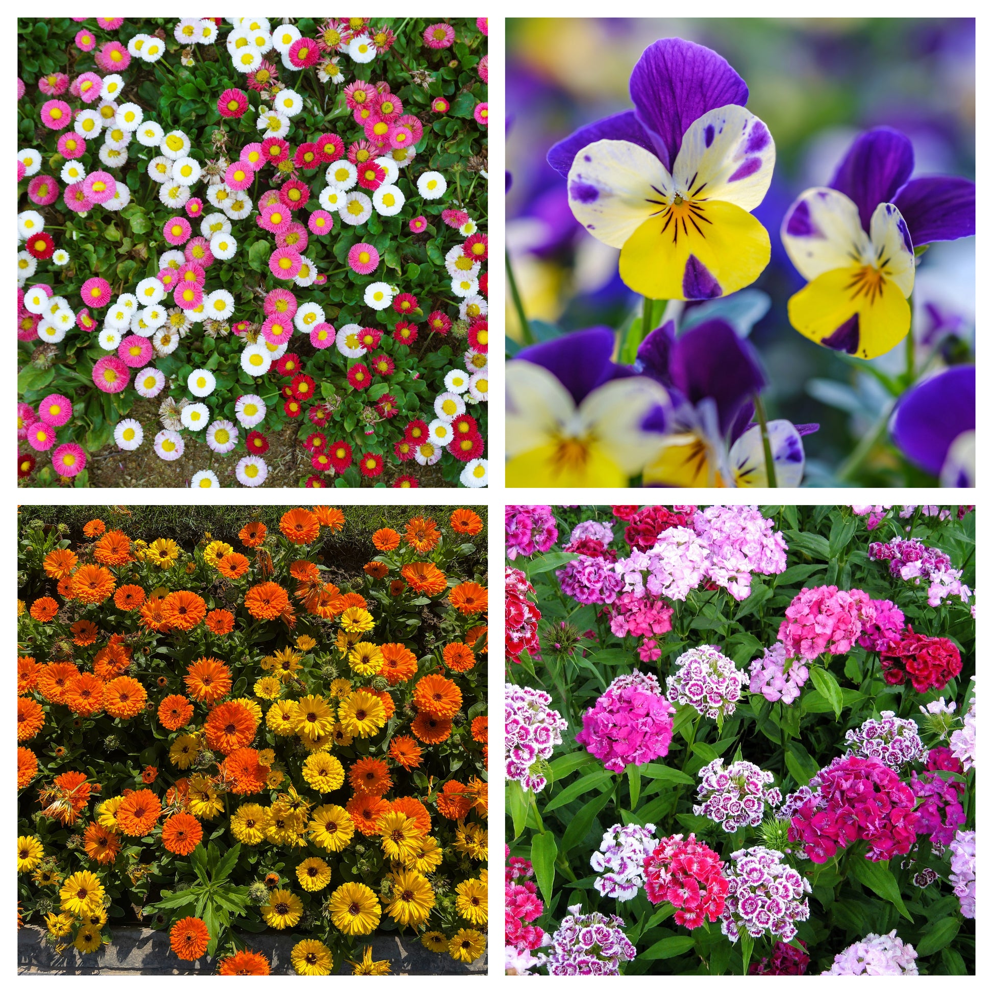 flower seeds types EDIBLE FLOWER MIX Seeds