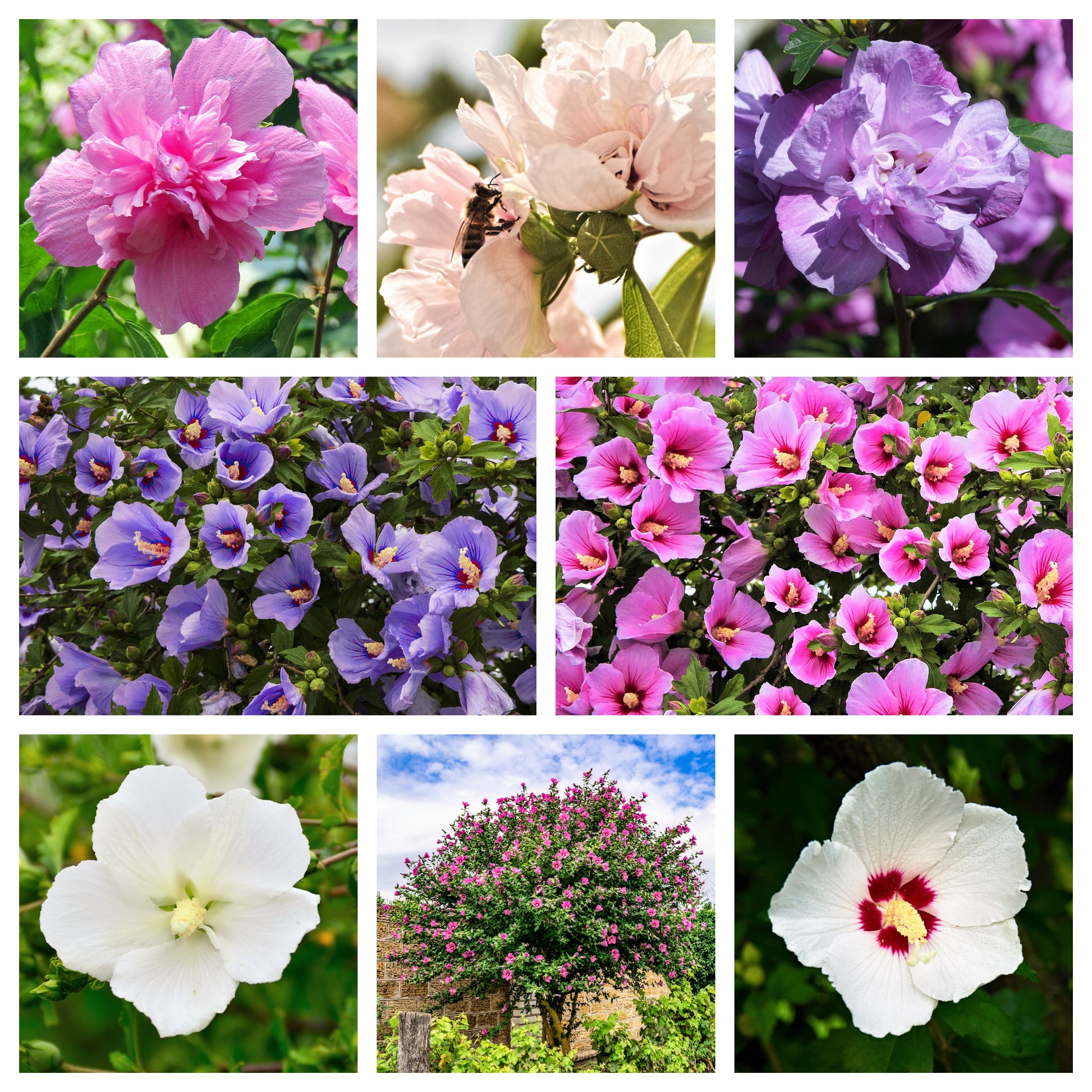 rose of sharon seeds for sale 50 Mixed Colors ROSE Of SHARON HIBISCUS Syriacus Flower Tree Bush Seeds Mix