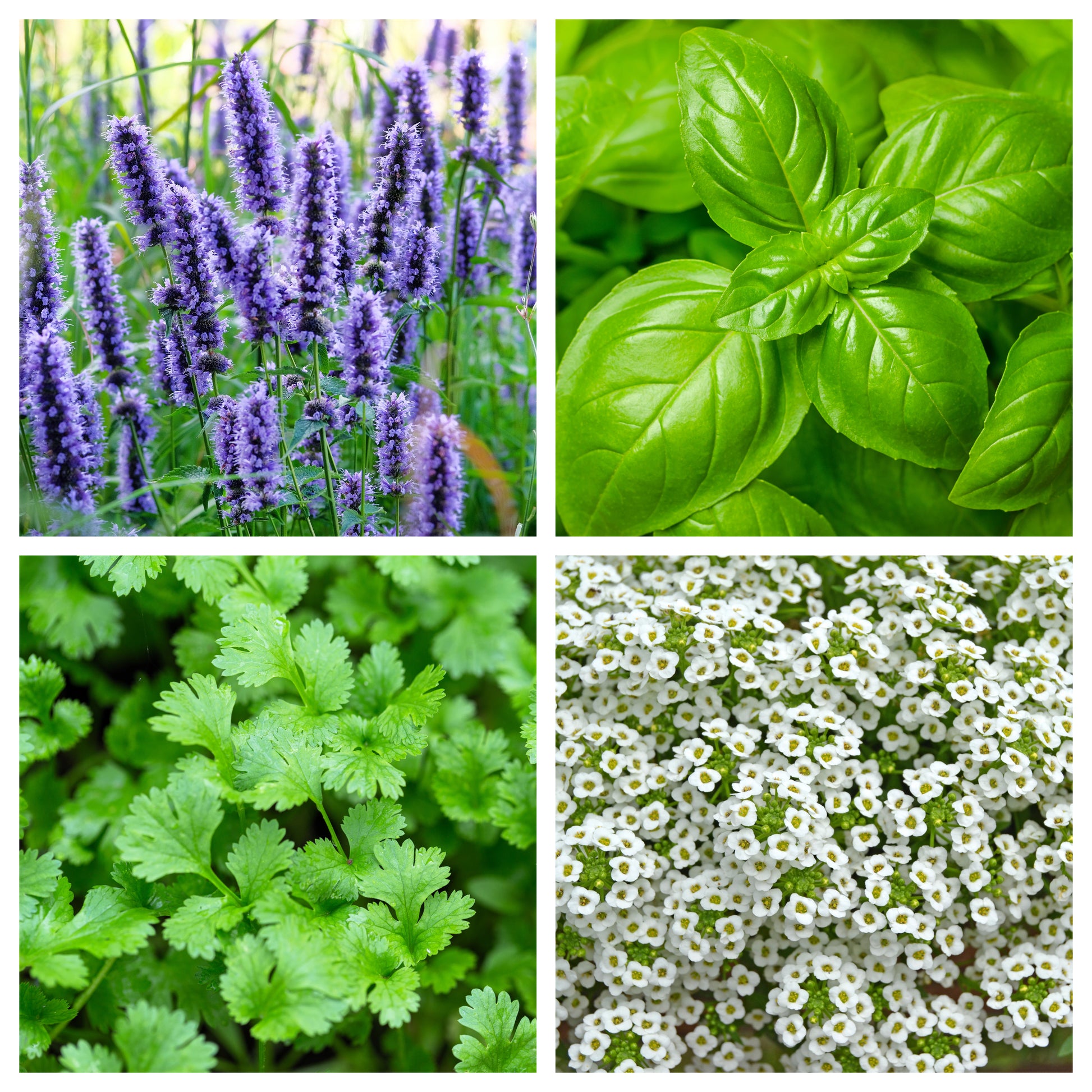 flower seeds types EDIBLE FLOWER MIX Seeds