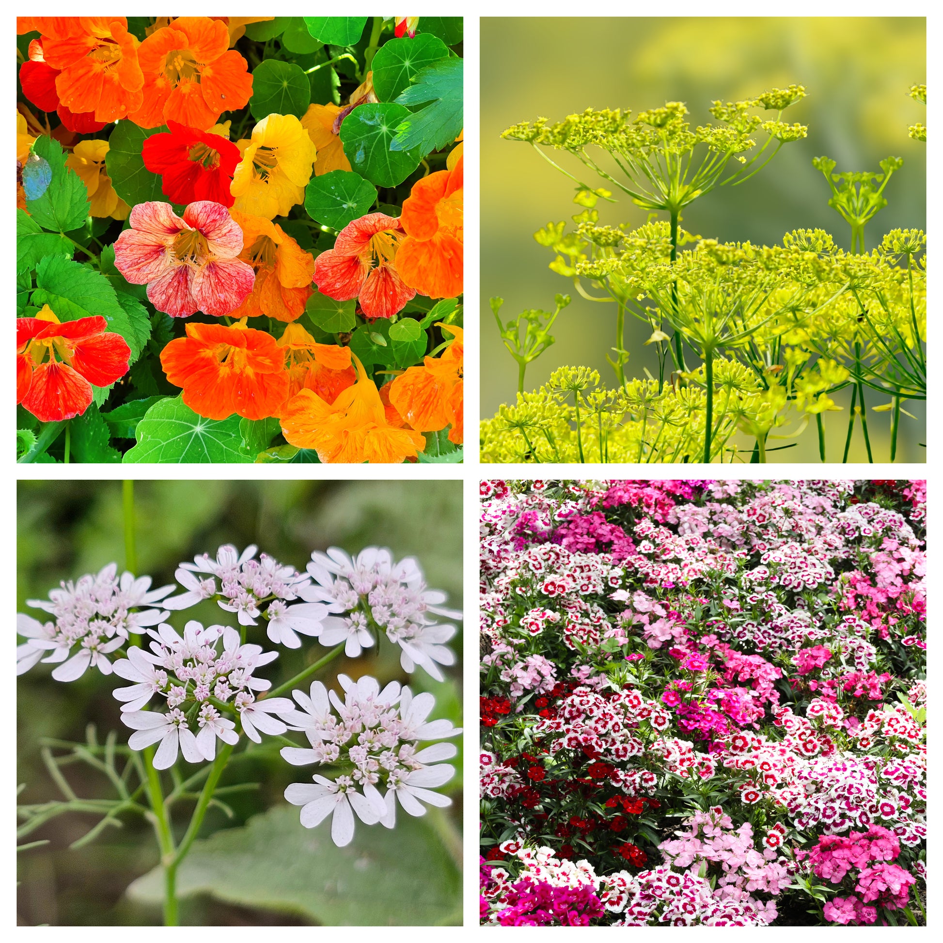 flower with edible seeds EDIBLE FLOWER MIX Seeds