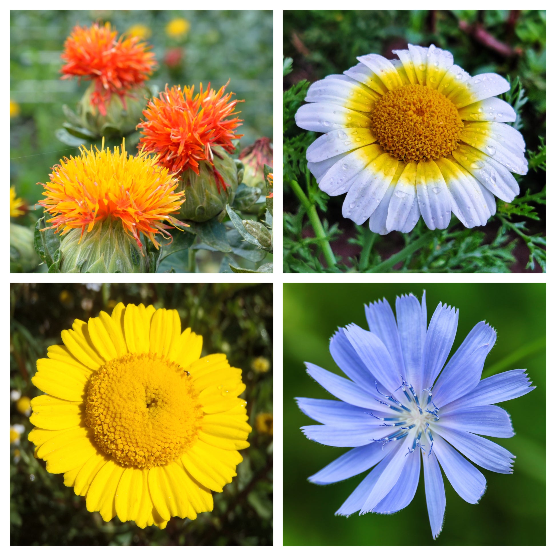 edible flower seed EDIBLE FLOWER MIX Seeds