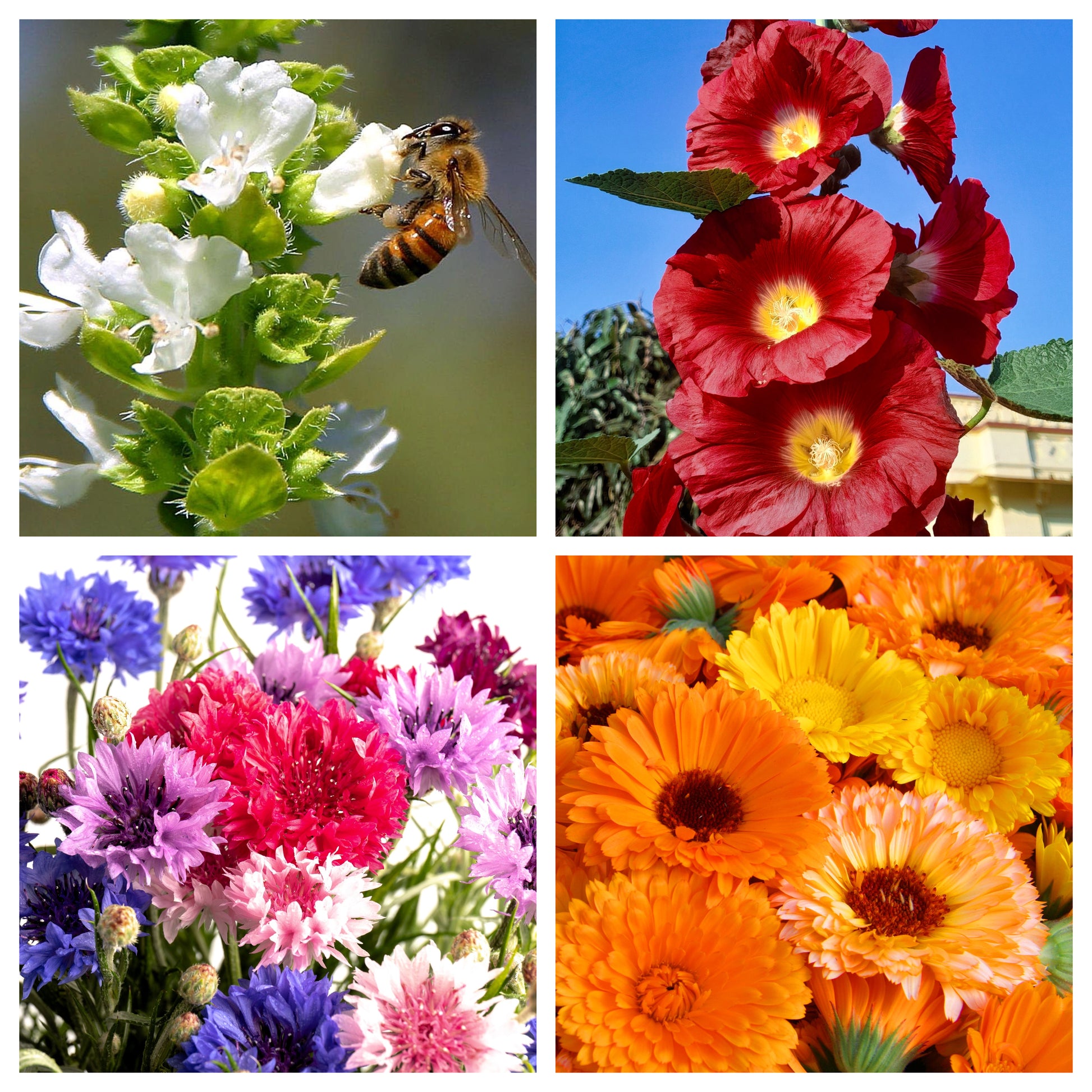 flower seeds types EDIBLE FLOWER MIX Seeds