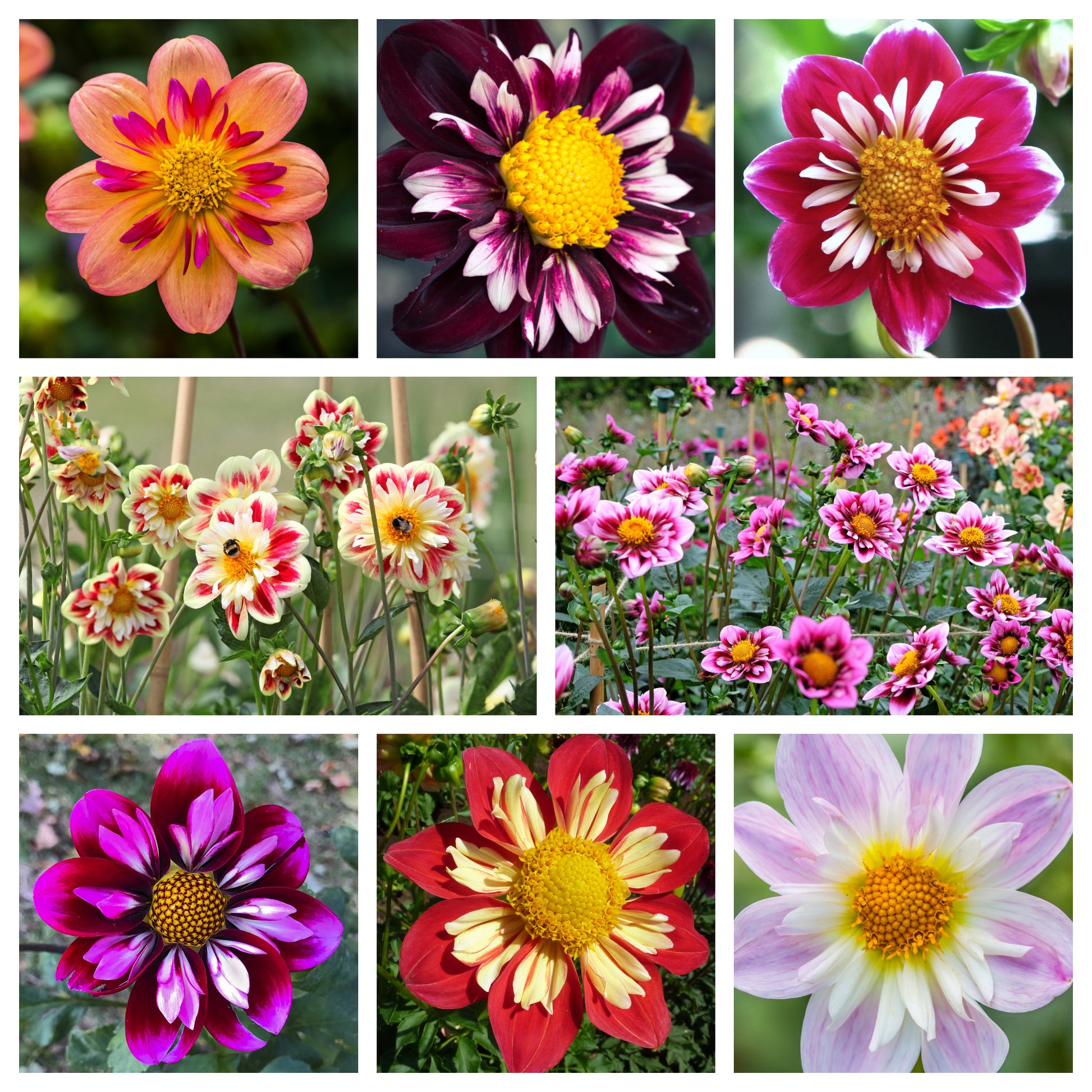 collarette dahlia seeds 50 MIXED COLLARETTE DAHLIA Variabilis Two Tone Mix of Red Pink Purple White Yellow Maroon Peach Flower Seeds