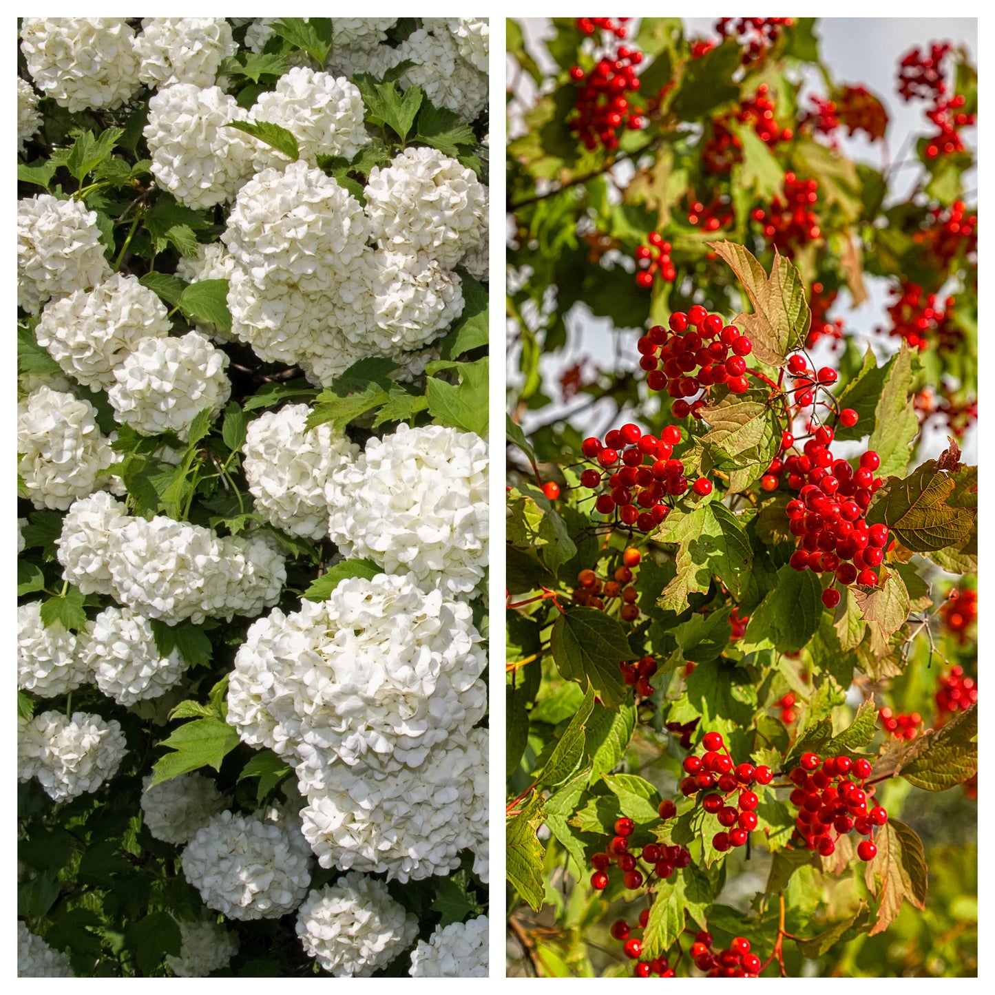 guelder rose seeds 30 EUROPEAN CRANBERRY / SNOWBALL Tree Guelder Rose Viburnum Opulus Red Fruit White Flower Seeds