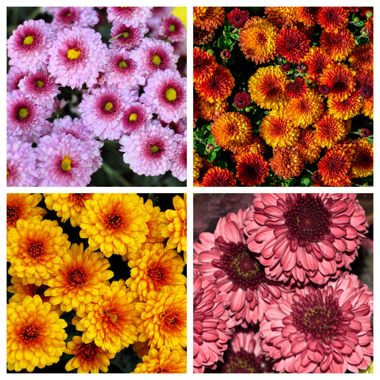 100 Tricolor DOUBLE PAINTED DAISY Chrysanthemum Carinatum Tanacetum Dunetti Mixed Colors Flower Seeds