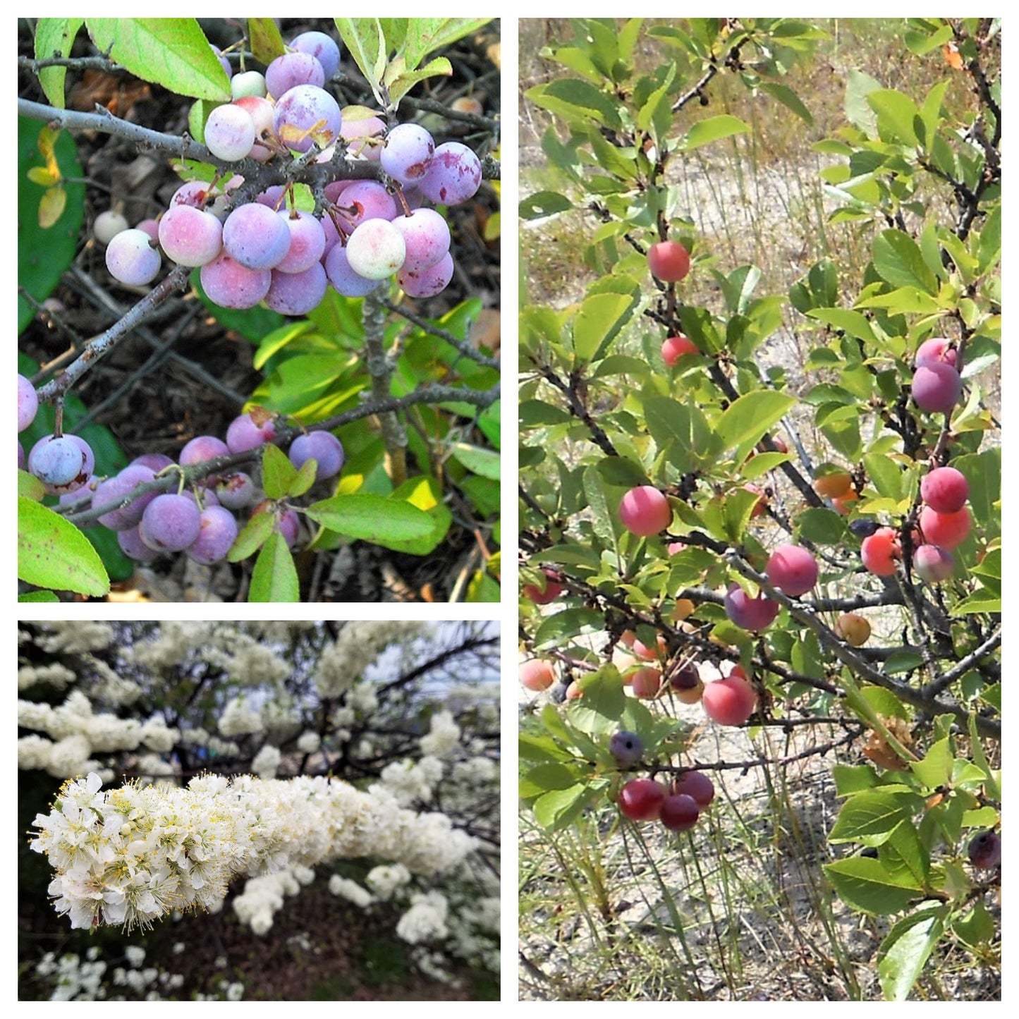 5 BEACH PLUM Prunus Maritima Native Edible Fruit Shrub Bush White Flower Seeds