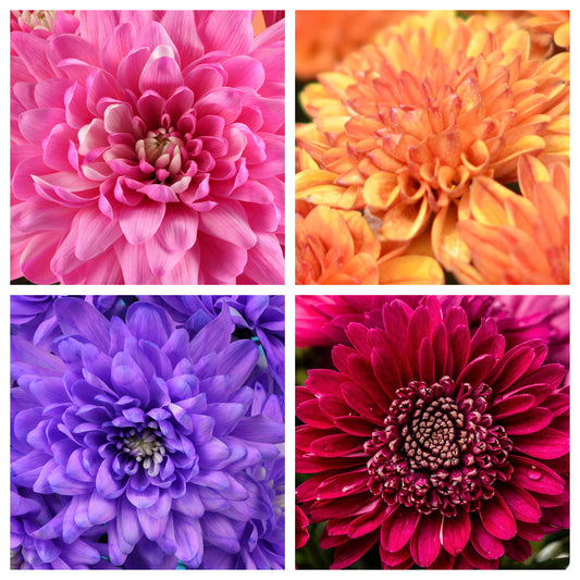 50 Mixed Colors INDIAN CHRYSANTHEMUM Indicum Hardy Mum Double Red Yellow Pink Orange Purple Bicolor Flower Seeds