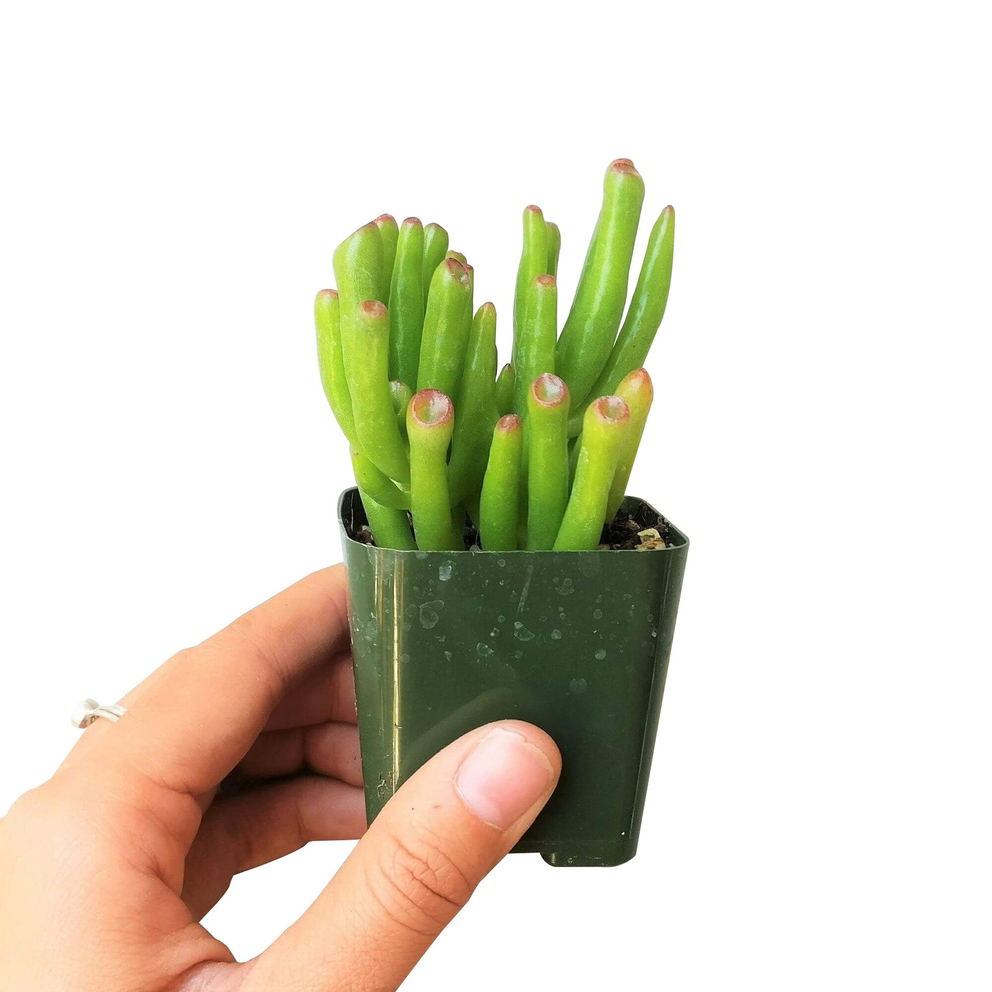 gollum jade succulent Gollum Jade Crassula – Seedville USA