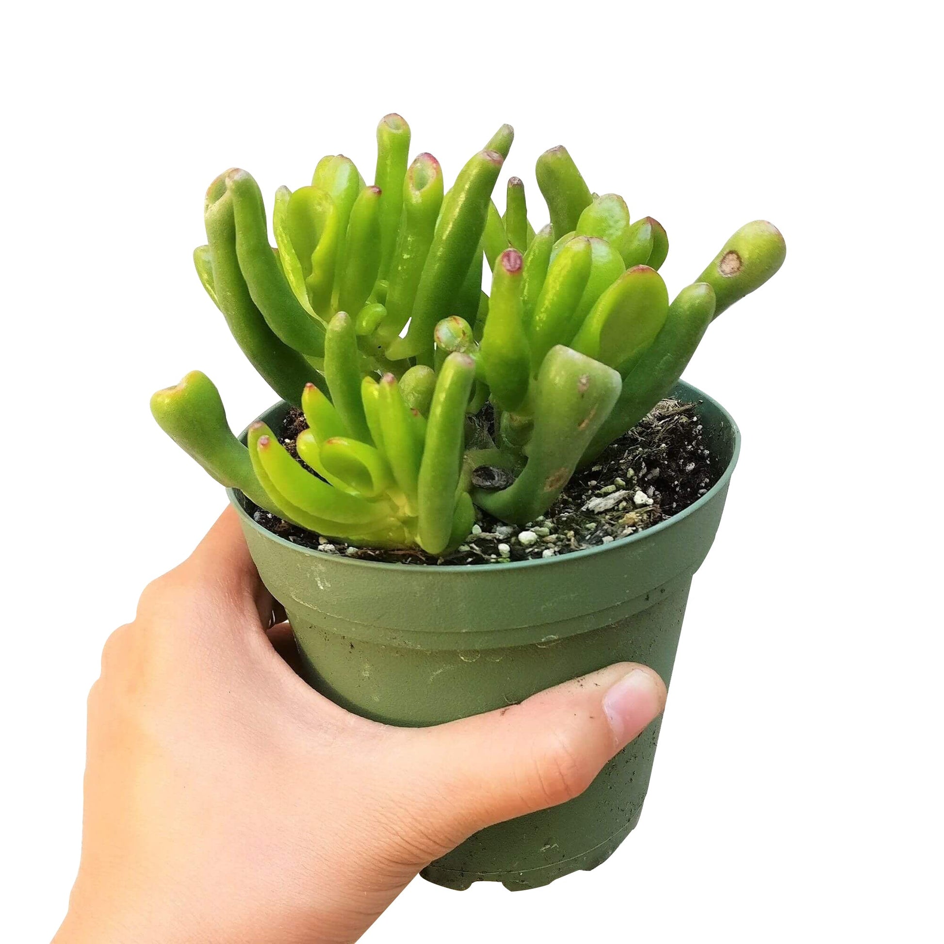 gollum jade succulent Gollum Jade Crassula – Seedville USA