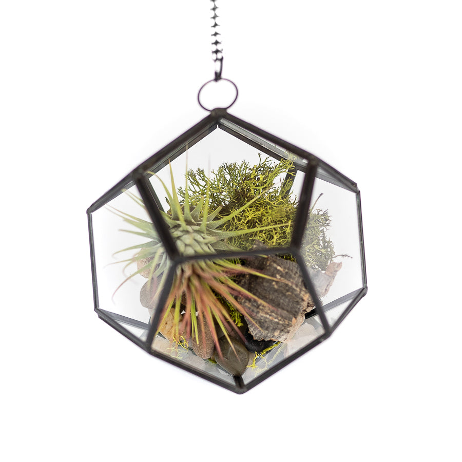 Glass Pentagon Terrarium