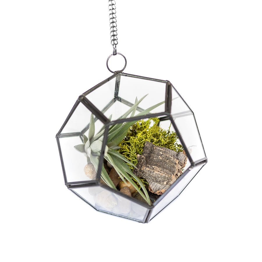 Glass Pentagon Terrarium