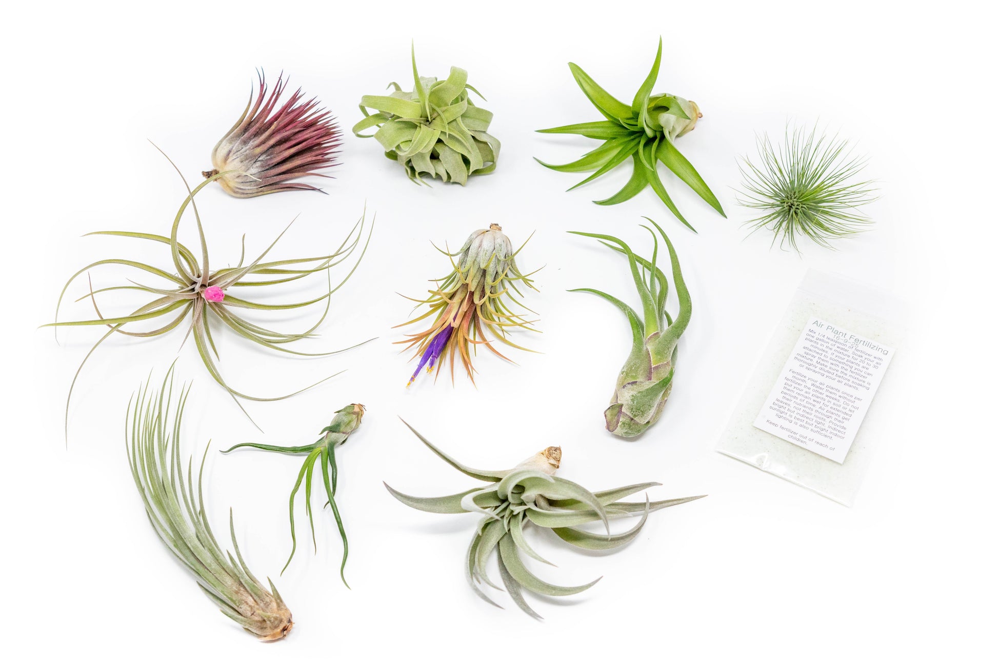 best air plant fertilizer Tillandsia Air Plant Grab Bag of 10 Plants + 1 Year Air Plant Fertiliz – Seedville USA