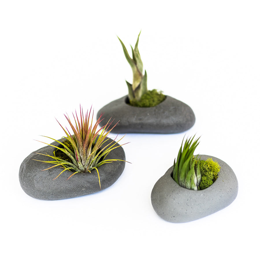 Sets of 3, 6 or 9 Gray Ceramic Stone Tillandsia Air Plant Holder