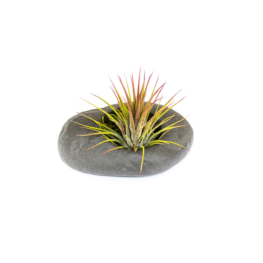 Sets of 3, 6 or 9 Gray Ceramic Stone Air Plant Holders with Assorted Tillandsia Air Plants