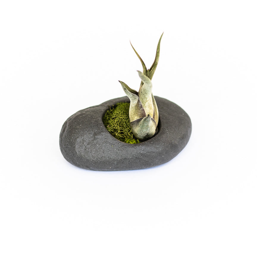 Sets of 3, 6 or 9 Gray Ceramic Stone Air Plant Holders with Assorted Tillandsia Air Plants