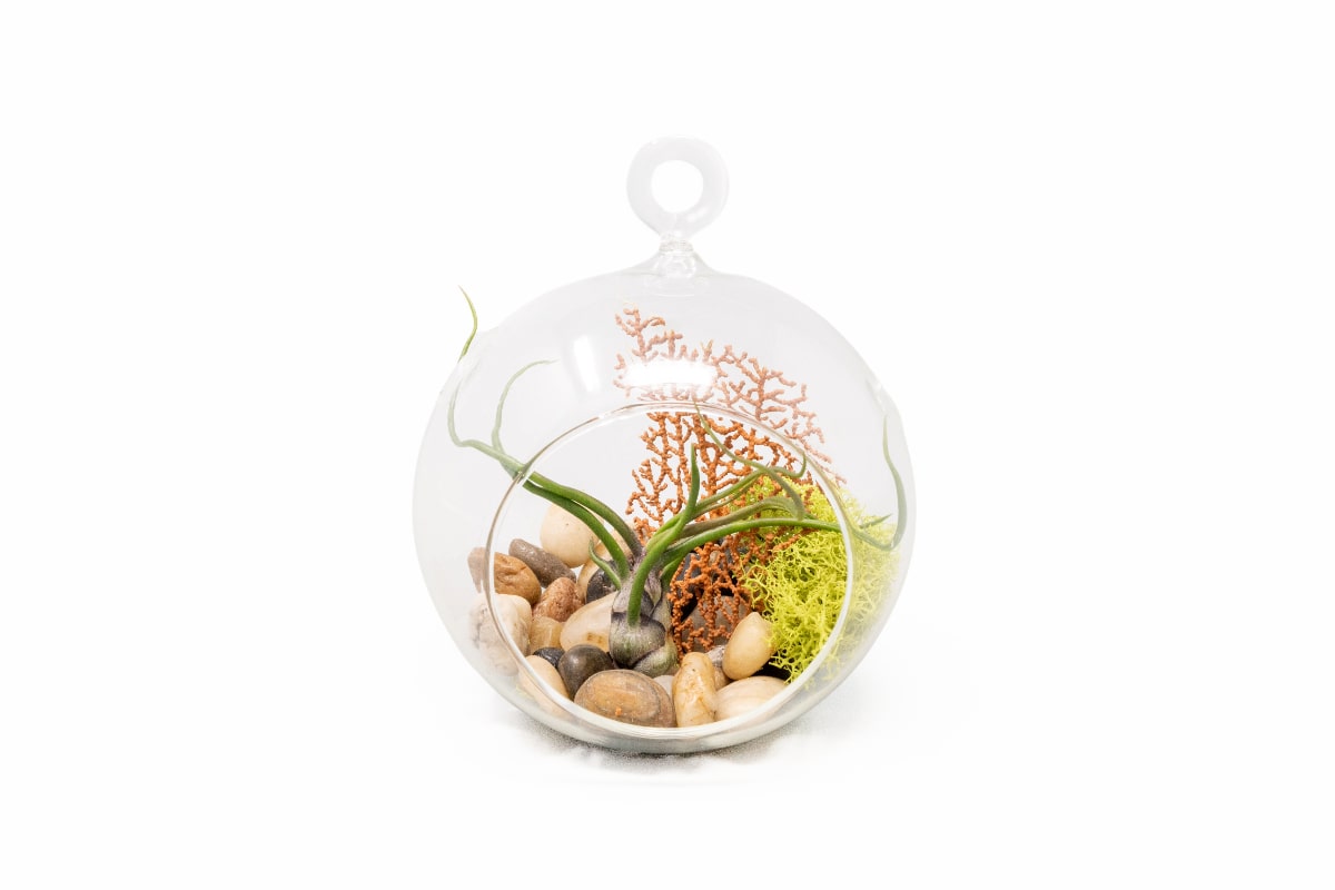 Hanging Tillandsia Bulbosa Guatemala Flat Bottom Globe Terrarium with Stones, Sea Fan, & Chartreuse Reindeer Moss