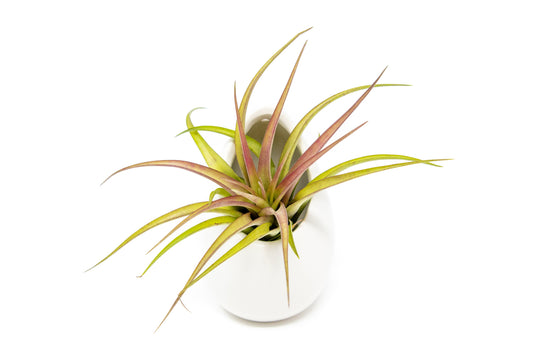 Large Ivory Ceramic Container - Choose Your Custom Tillandsia Air Plant