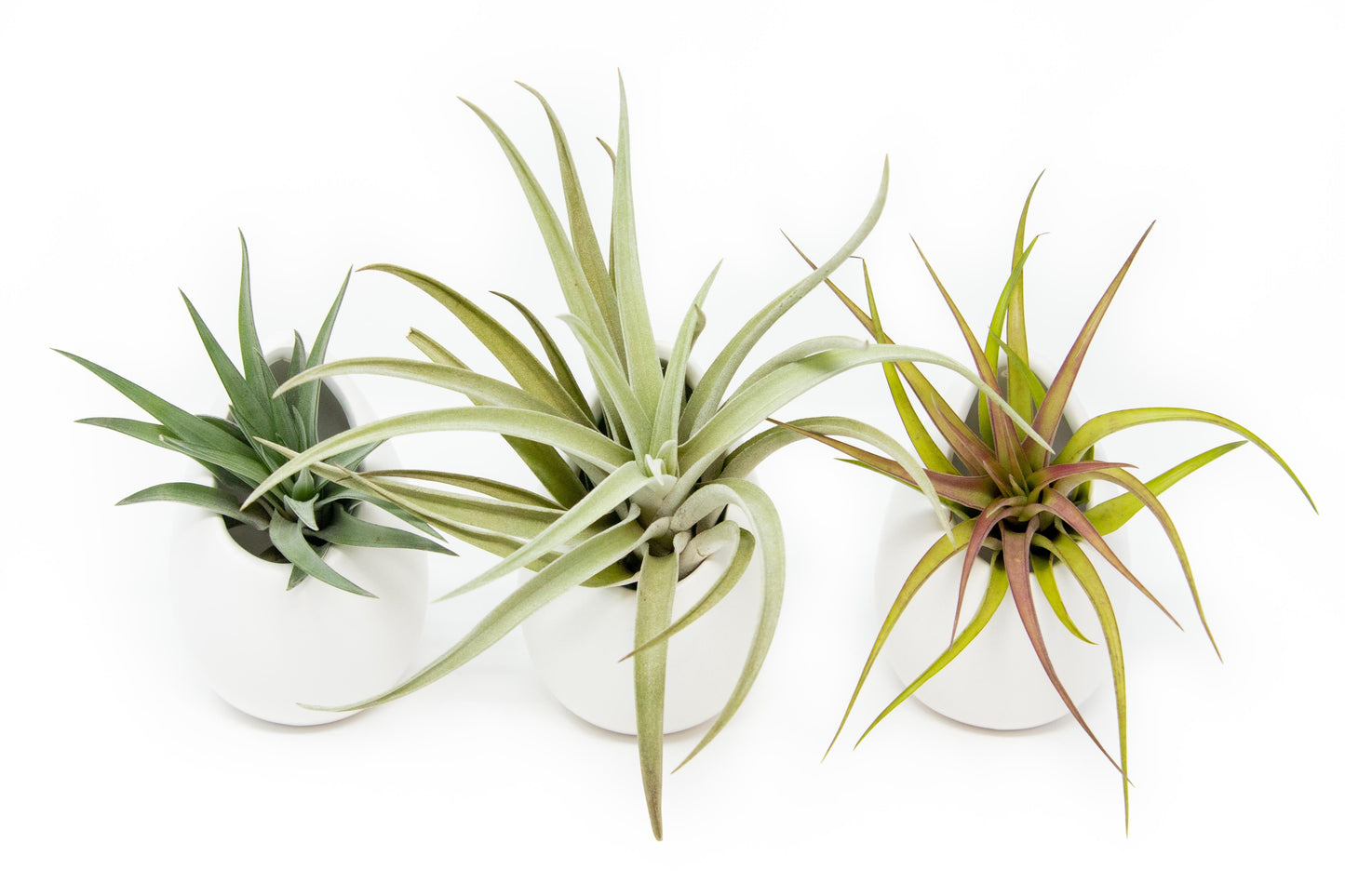 Sets of 3 or 6 Small Ivory Ceramic Vases with Tillandsia Velutina, Harrisii & Abdita Air Plants