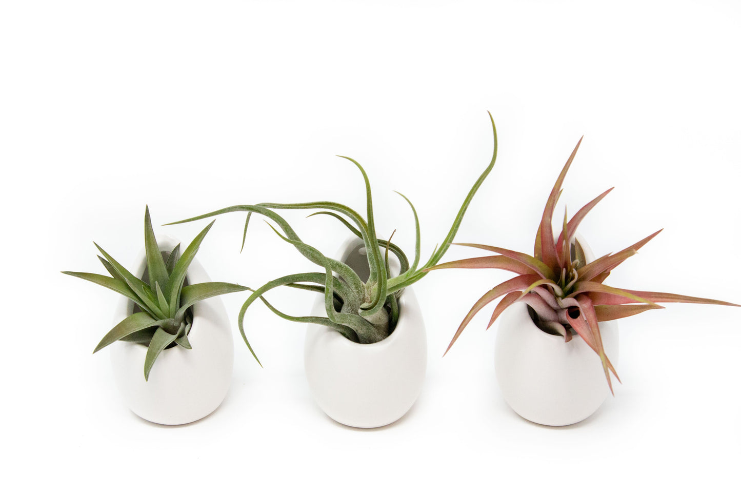 Set of 3 or 6 Large Ivory Ceramic Vases with Tillandsia Harrisii, Red Abdita, & Caput Medusae Air Plants