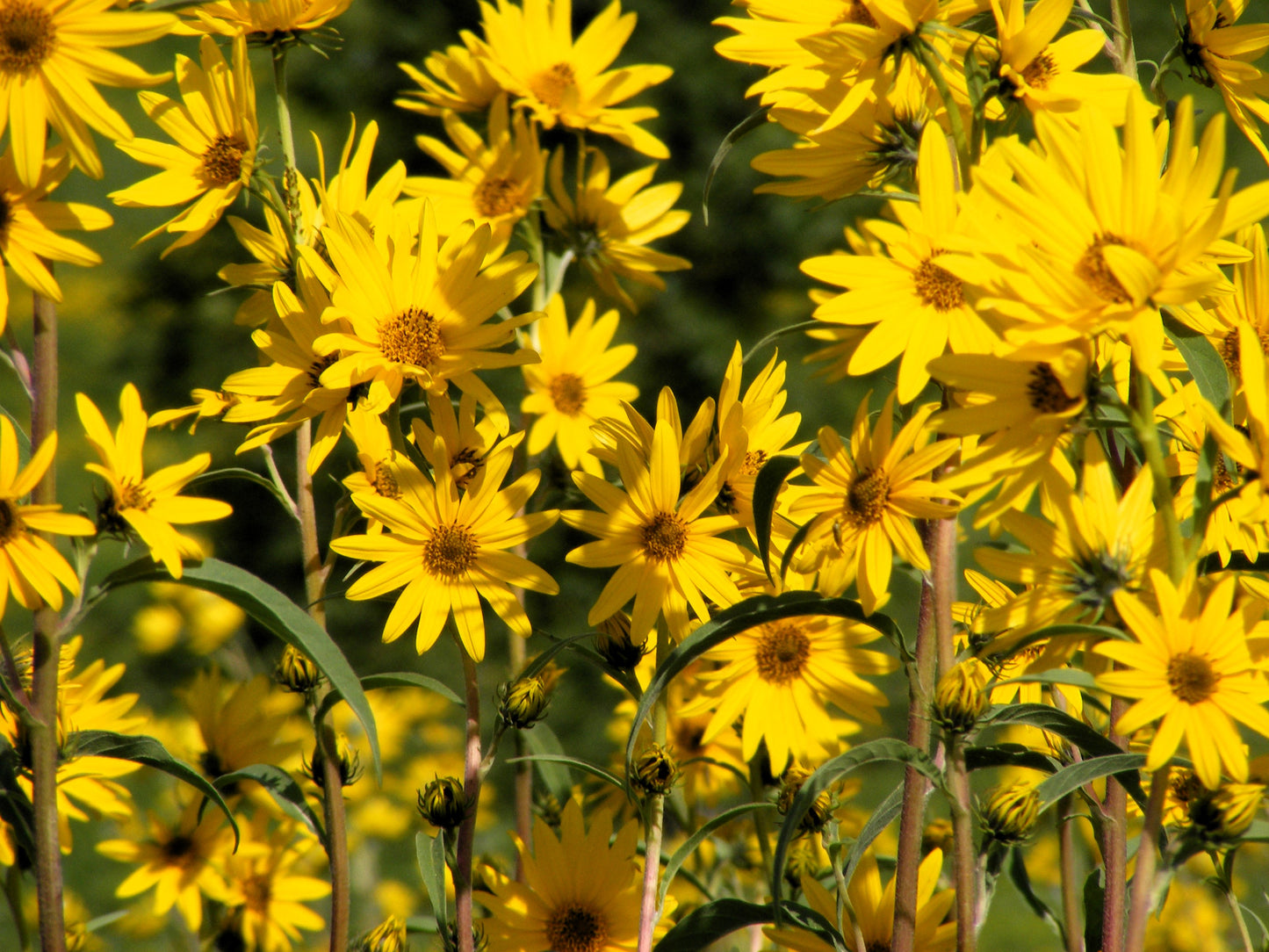 250 MAXIMILIAN (Prairie) SUNFLOWER Helianthus Maximiliani Flower Seeds