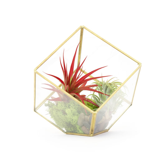 Heptahedron Geometric Glass Terrarium with Tillandsia Red Abdita and Ionantha Air Plants