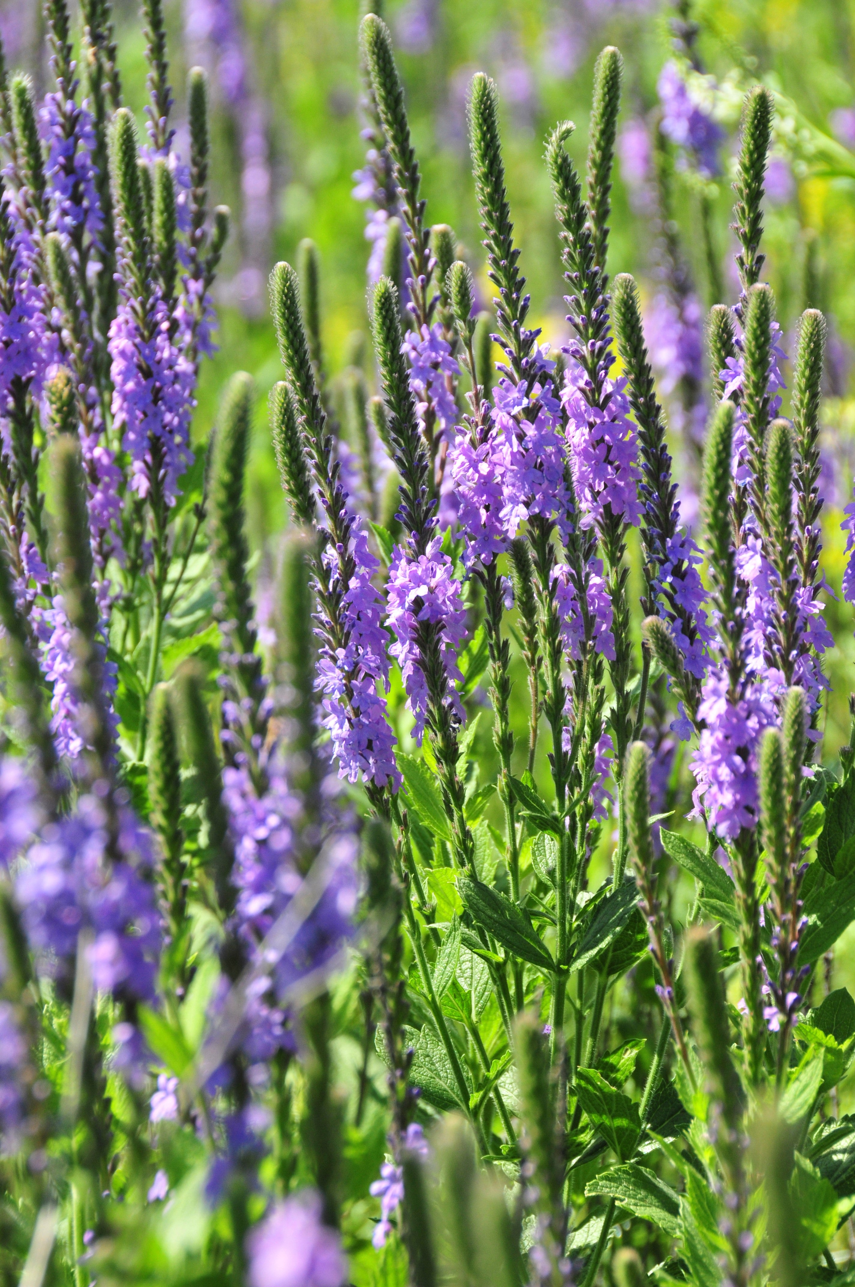 500 Purple HOARY VERVAIN Verbena Stricta Flower Seeds – Seedville USA