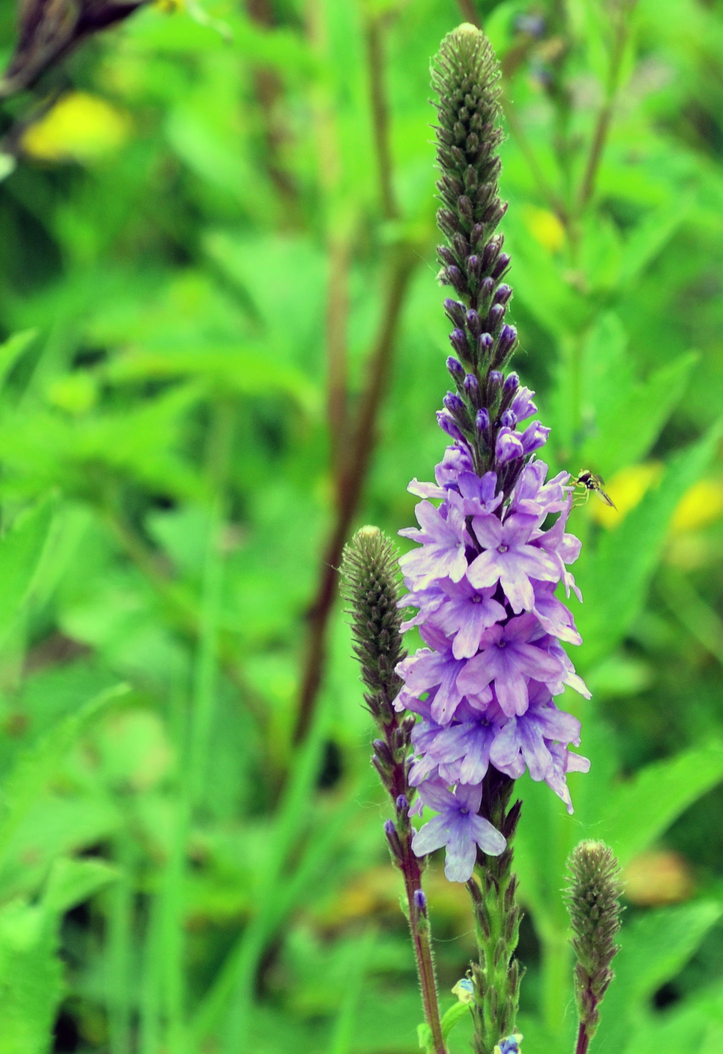 500 Purple HOARY VERVAIN Verbena Stricta Flower Seeds