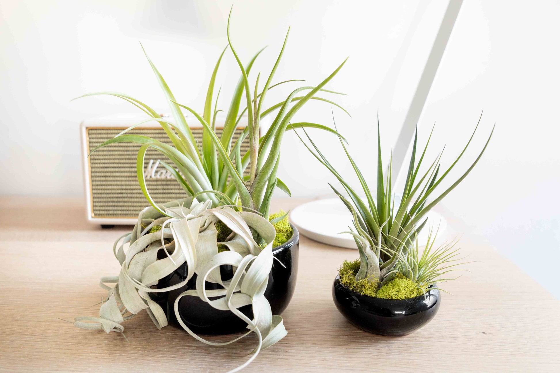 air plants new orleans Large Fully Assembled Air Plant Bowl Garden