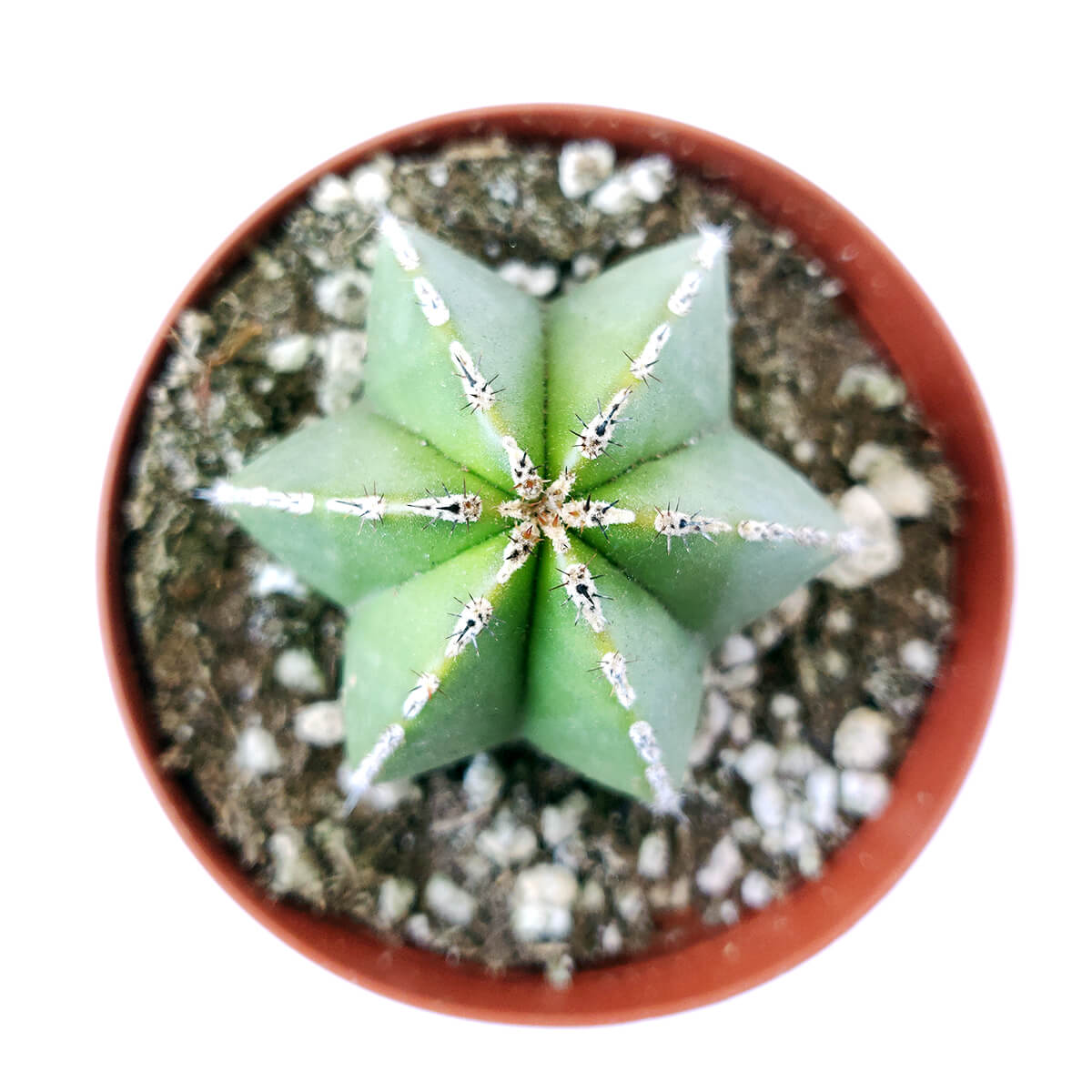 Pachycereus Marginatus Mexican Fence Post Cactus
