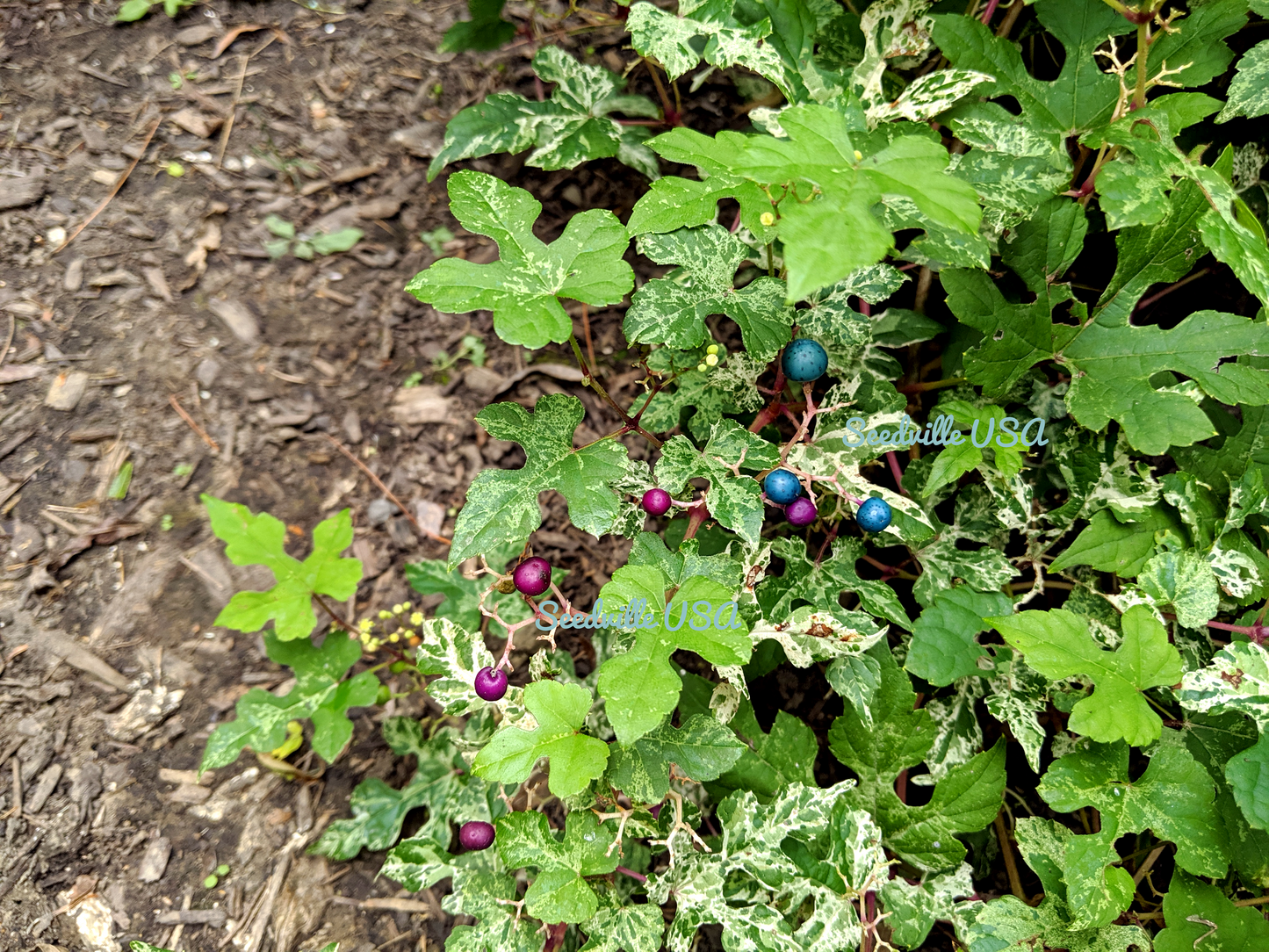 10 Variegated PORCELAIN BERRY VINE Ampelopsis Brevipedunculata Elegans Ampelopsis Glandulosa Amur Peppervine Blue Pink Purple Berries Seeds