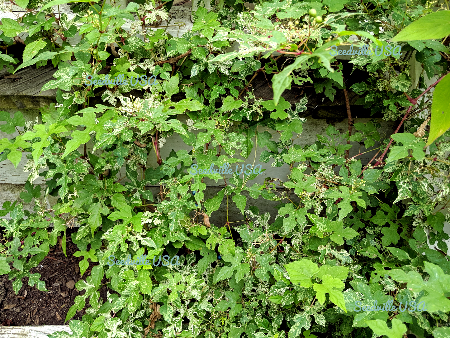 10 Variegated PORCELAIN BERRY VINE Ampelopsis Brevipedunculata Elegans Ampelopsis Glandulosa Amur Peppervine Blue Pink Purple Berries Seeds