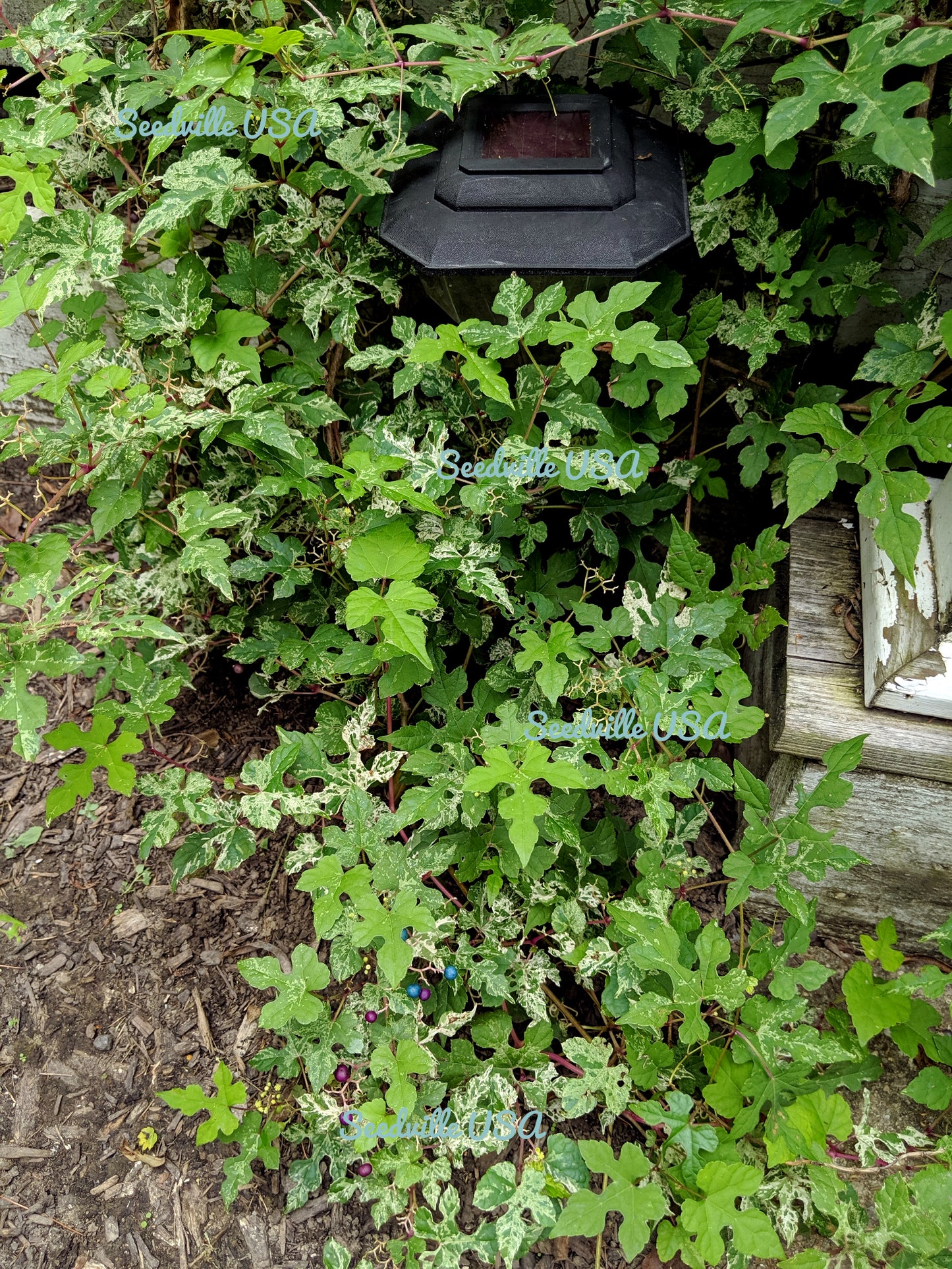 10 Variegated PORCELAIN BERRY VINE Ampelopsis Brevipedunculata Elegans Ampelopsis Glandulosa Amur Peppervine Blue Pink Purple Berries Seeds