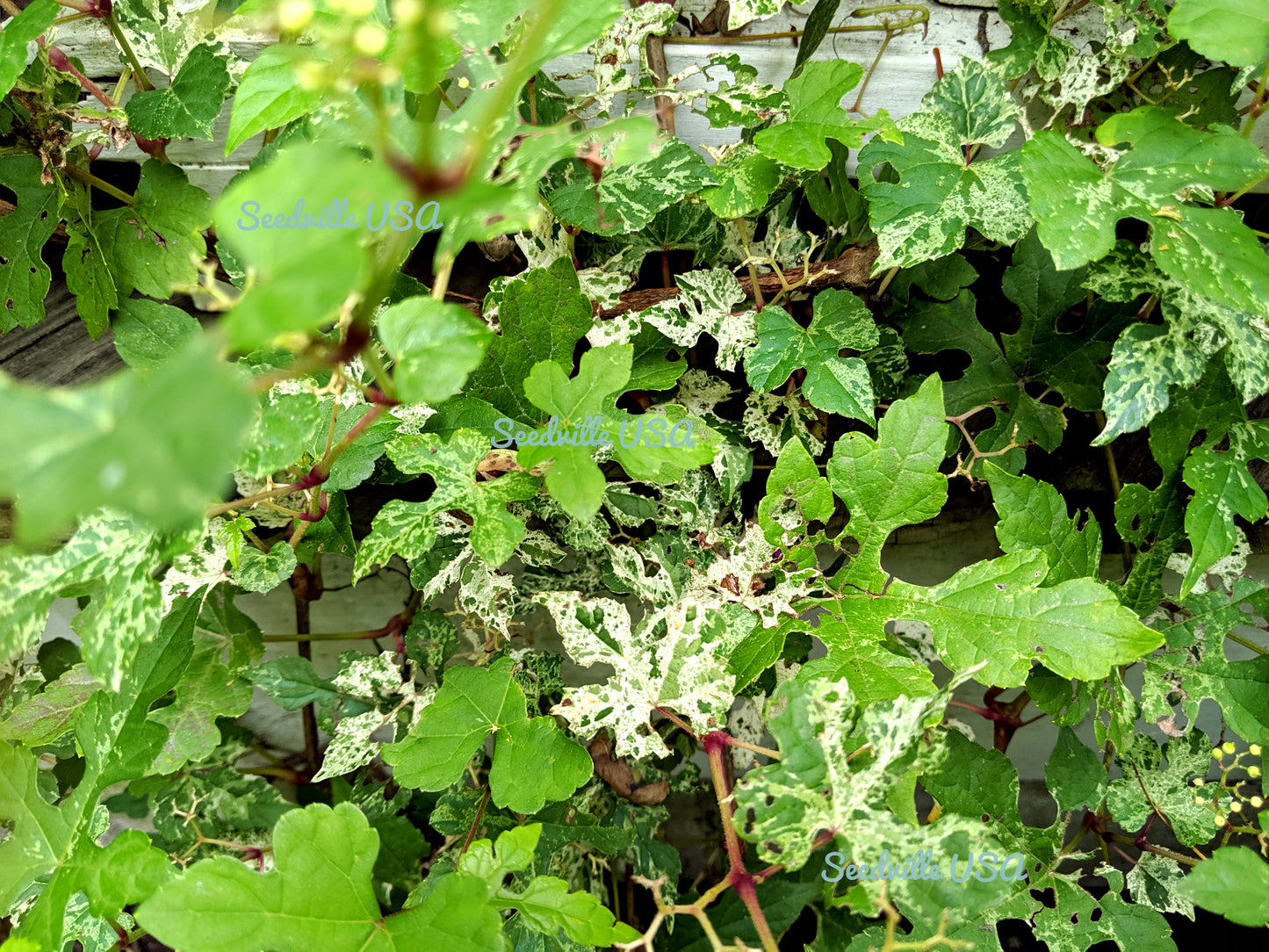 10 Variegated PORCELAIN BERRY VINE Ampelopsis Brevipedunculata Elegans Ampelopsis Glandulosa Amur Peppervine Blue Pink Purple Berries Seeds