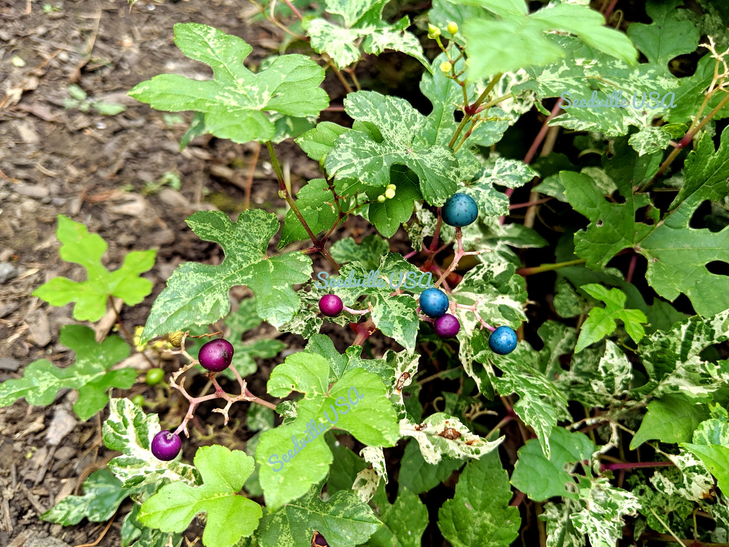 10 Variegated PORCELAIN BERRY VINE Ampelopsis Brevipedunculata Elegans Ampelopsis Glandulosa Amur Peppervine Blue Pink Purple Berries Seeds