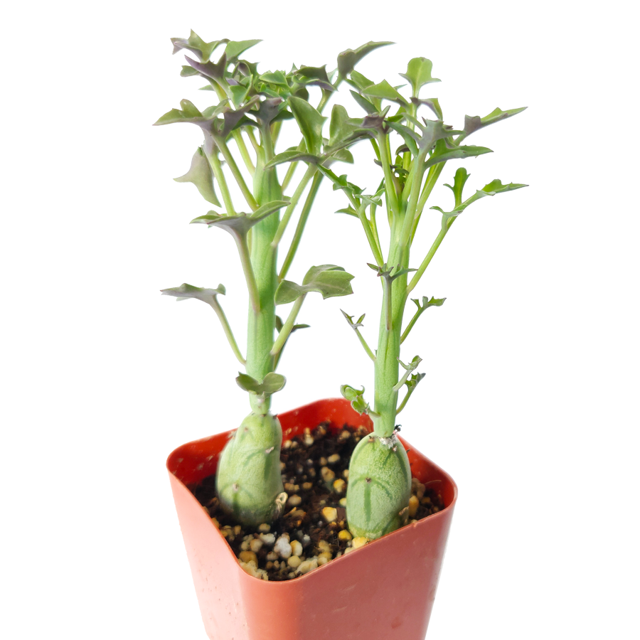 SENECIO Articulatus Candle Plant