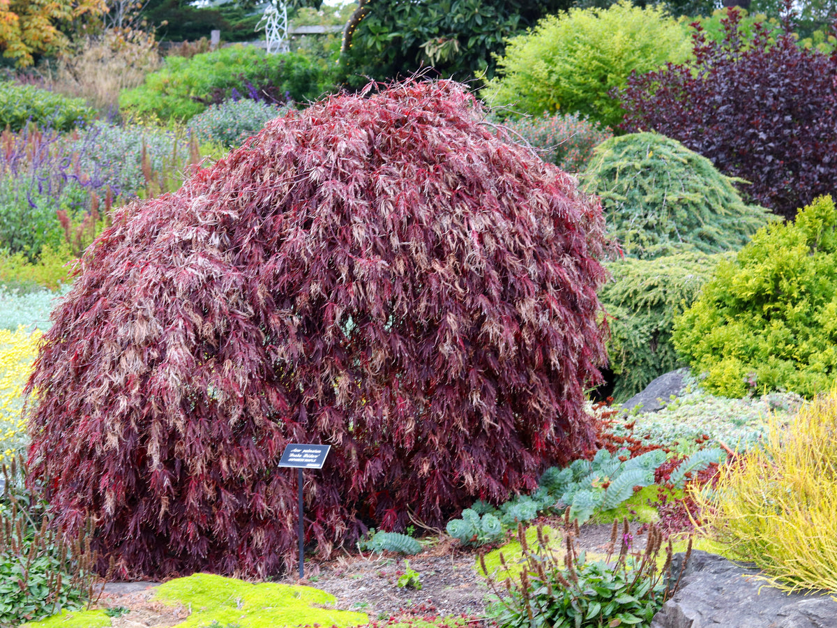 10 INABA SHIDARE MAPLE Weeping Red Laceleaf Japanese Acer Palmatum Dis ...