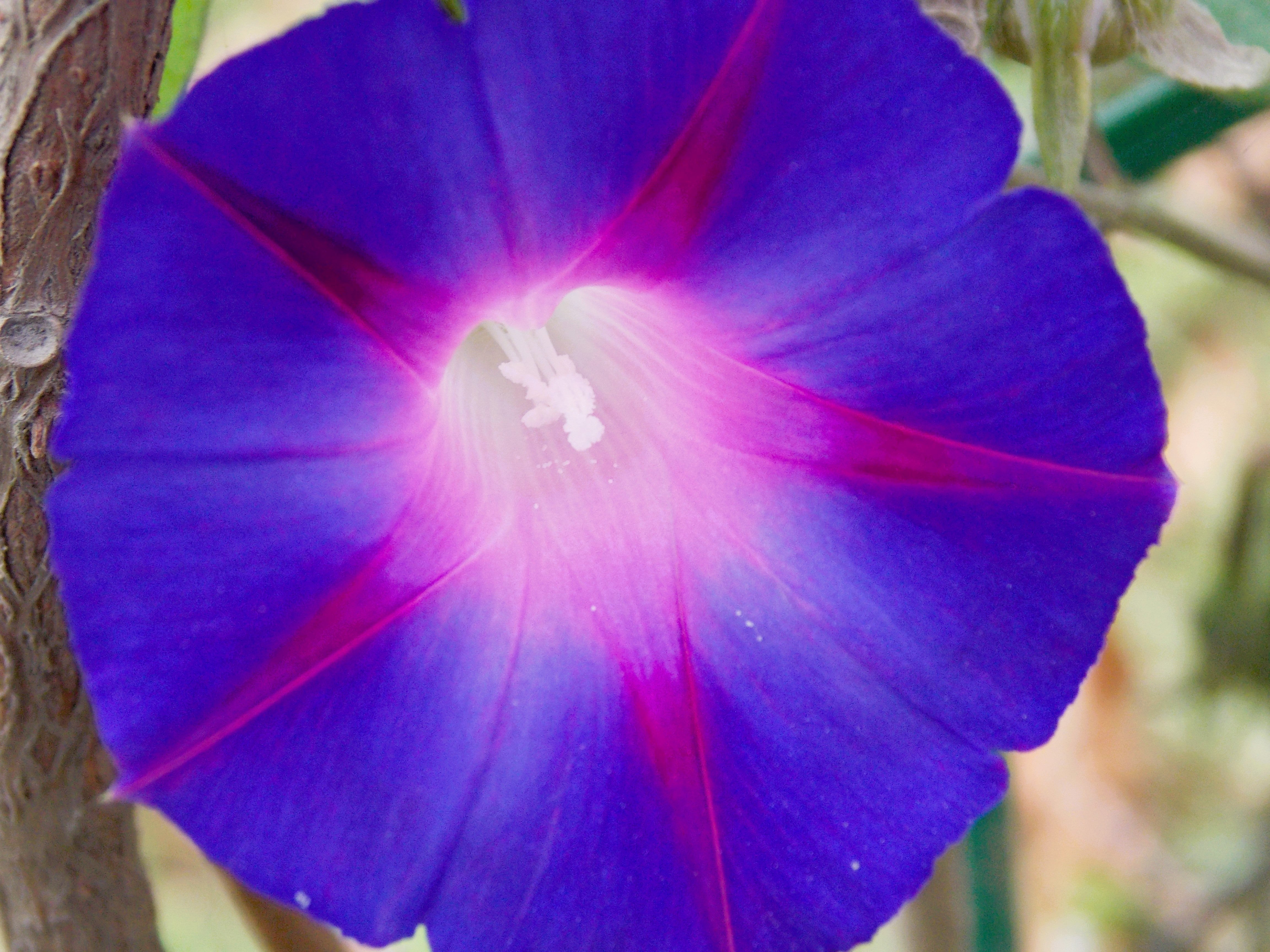50 Mixed JAPANESE MORNING GLORY Ipomoea Nil Flower Vine Color Mix