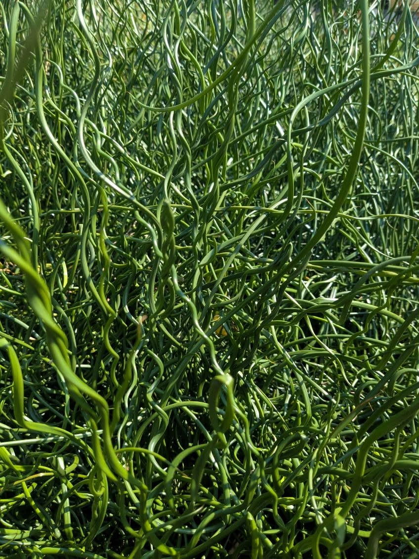 10 CORKSCREW RUSH Spiral Grass Juncus Effusus Spiralis Wetland Pond Seeds