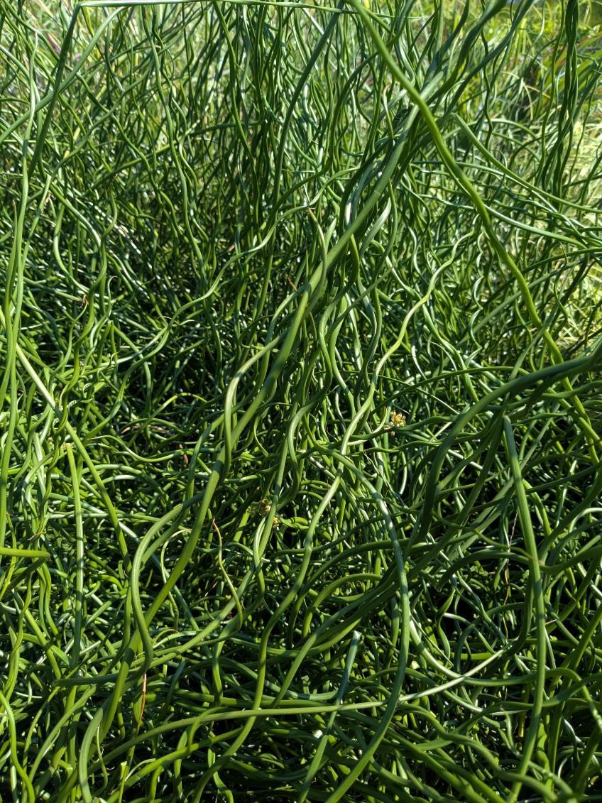 10 CORKSCREW RUSH Spiral Grass Juncus Effusus Spiralis Wetland Pond Seeds