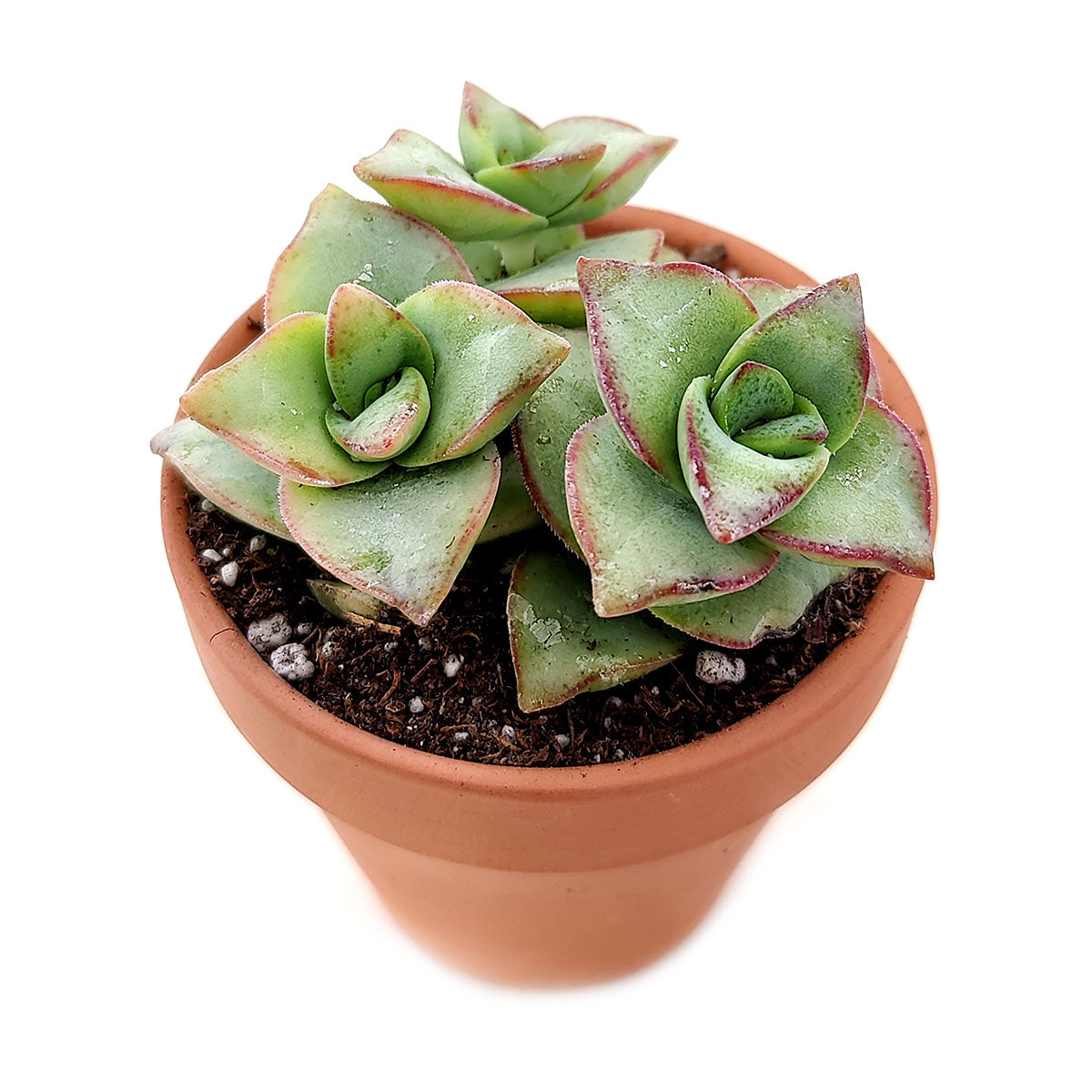 ivory towers succulent propagation Crassula Ivory Towers
