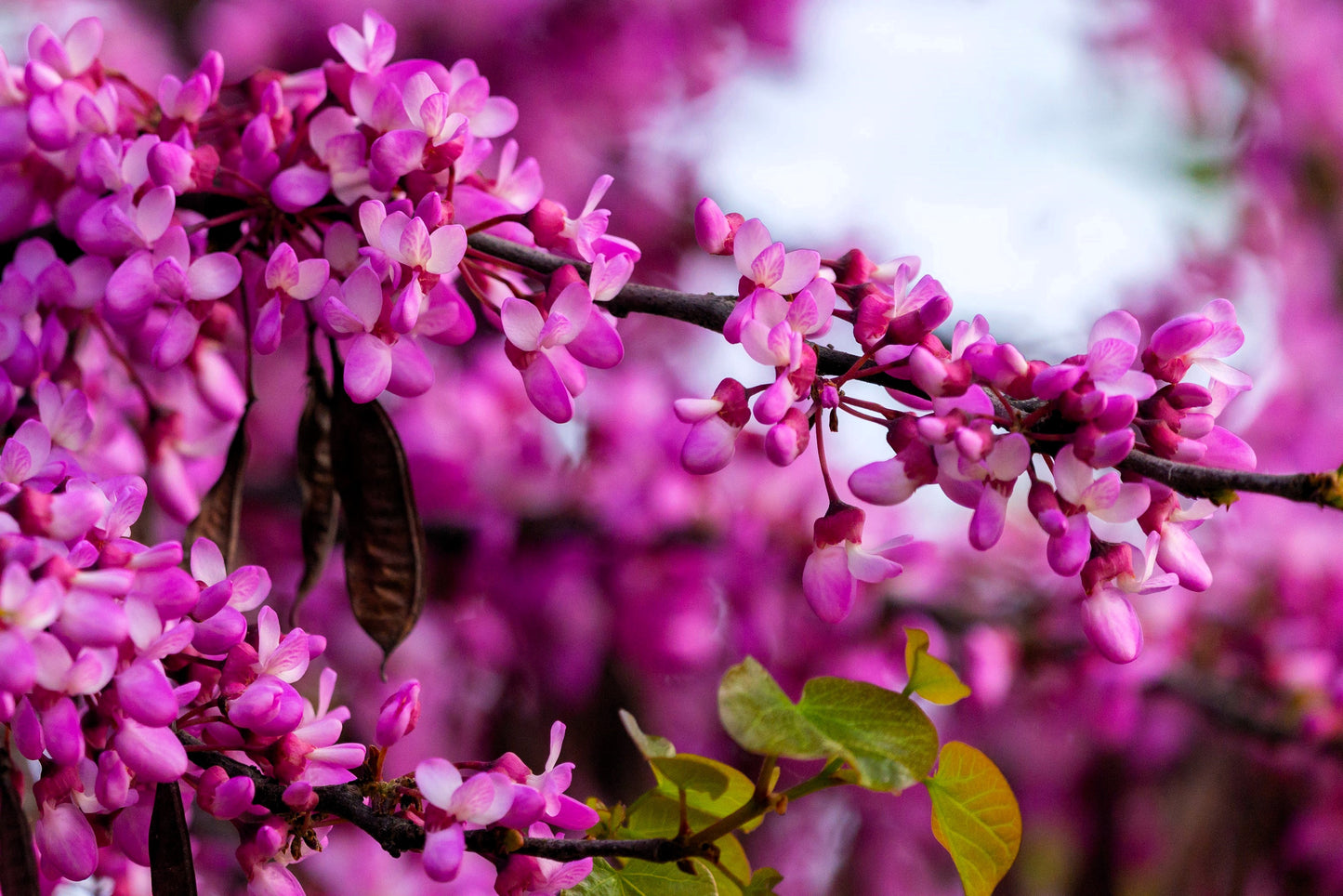 25 JUDAS TREE European Redbud Love Tree Cercis Siliquastrum Pink Purple Flower Seeds