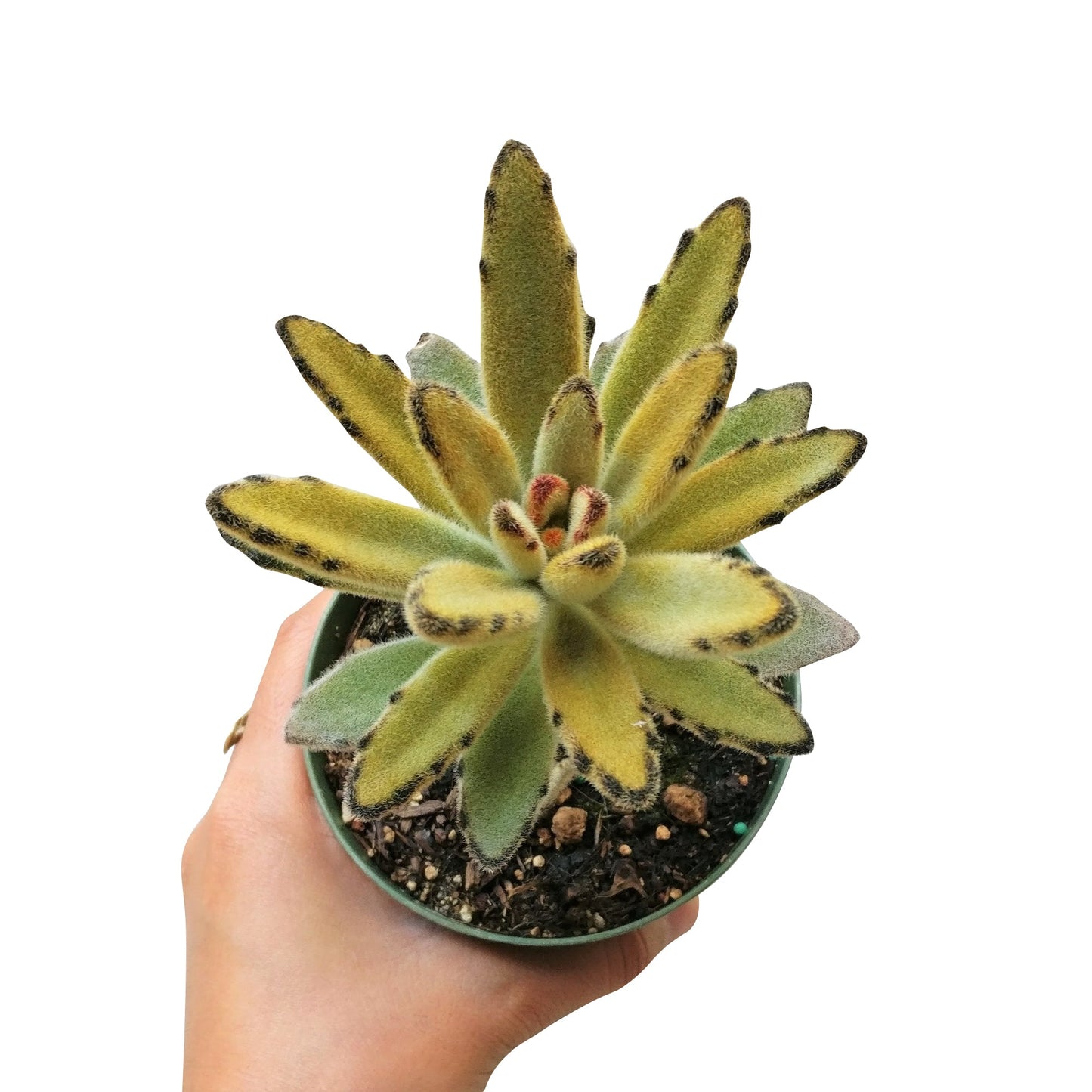 Kalanchoe Chocolate Soldier
